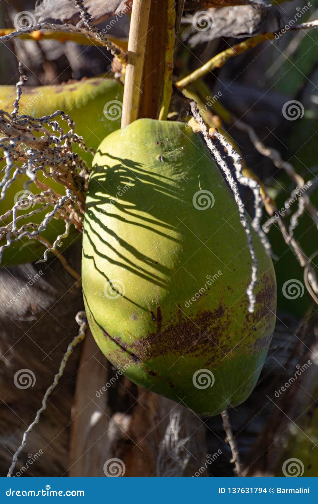 Big Ripe Coconuts Hanging on Coconut Palm Tree Close Up Stock Photo ...