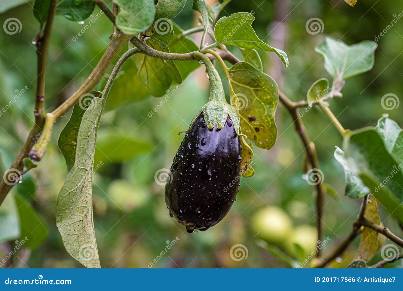 Big Ripe Eggplant with Raindrops Stock Photo Image of agroculture