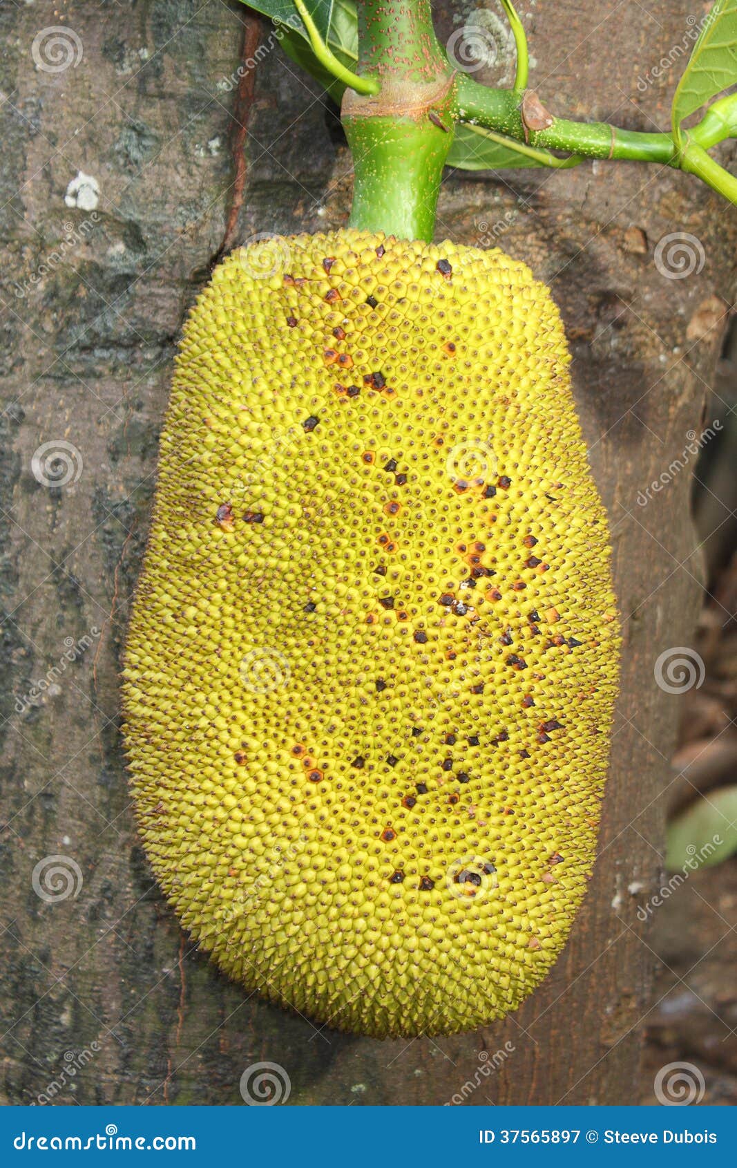 Big ripe jackfruit stock image. Image of vegetation, agriculture 37565897