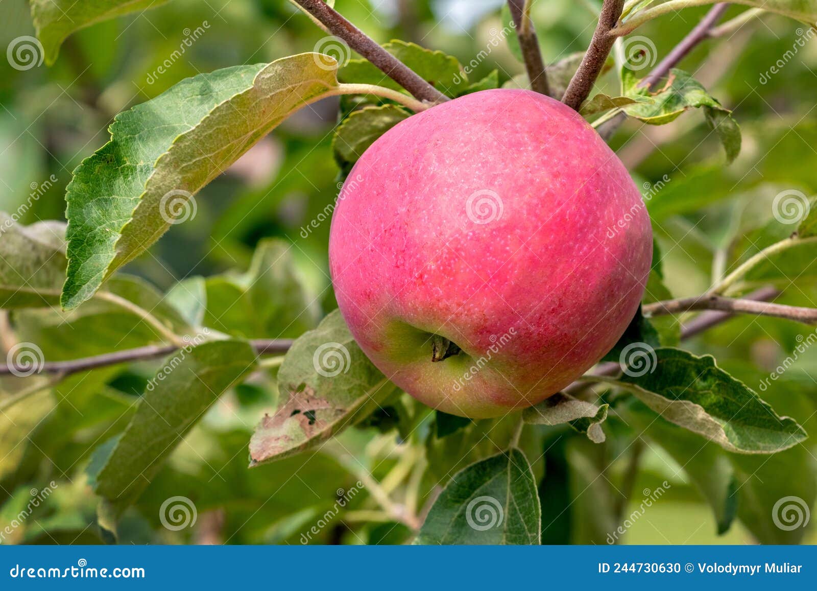 Big Ripe Red Apple in the Garden on a Tree Stock Photo Image of