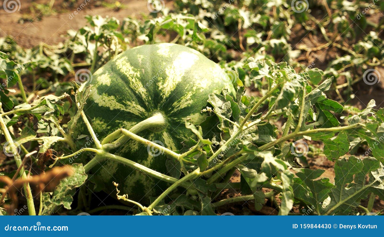 Big Ripe Watermelon On The Melon Field Stock Photo Image Of