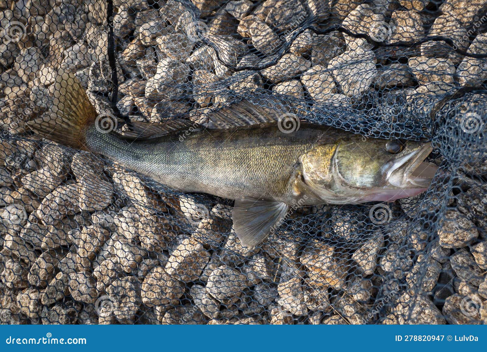 A big river fish stock image. Image of fish, catch, sale - 278820947