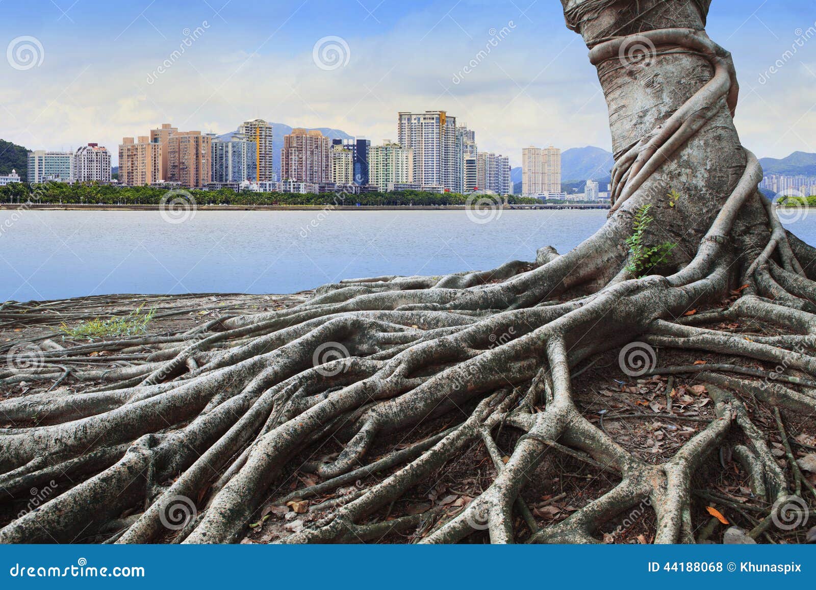 big root tree infront of city building concept forest and urban grow up together