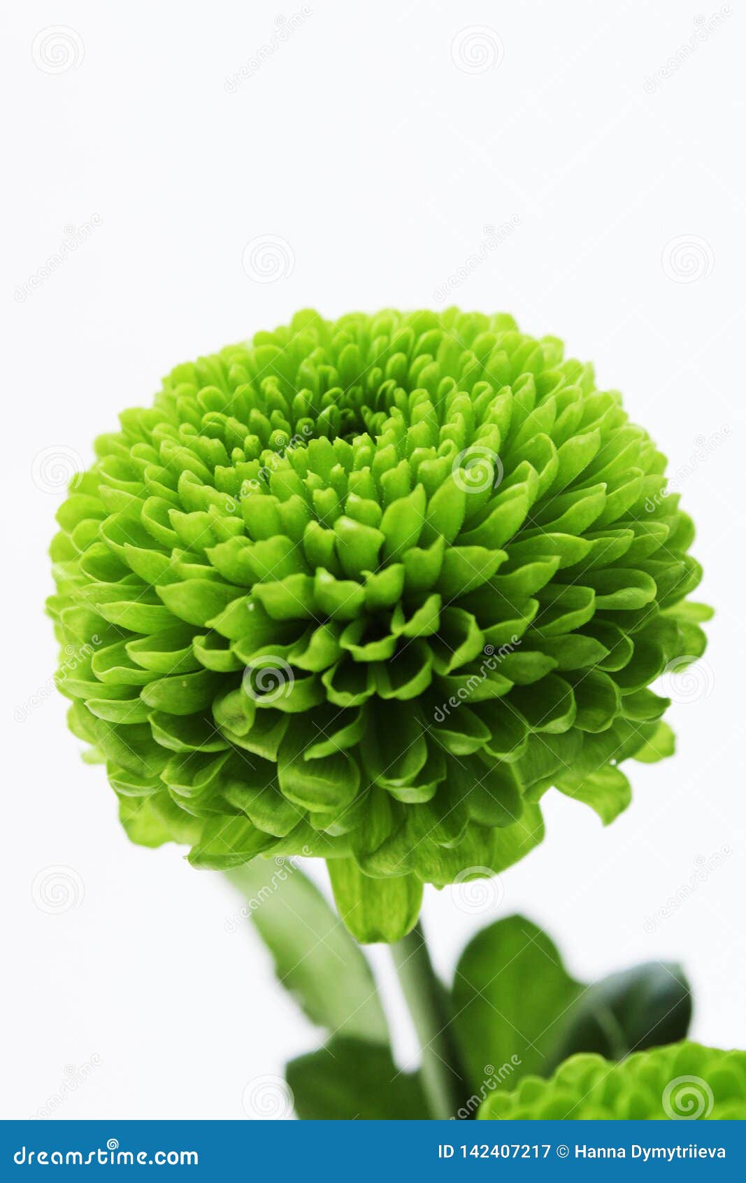 Big Round Green Flower Spring Blossom Stock Image Image of