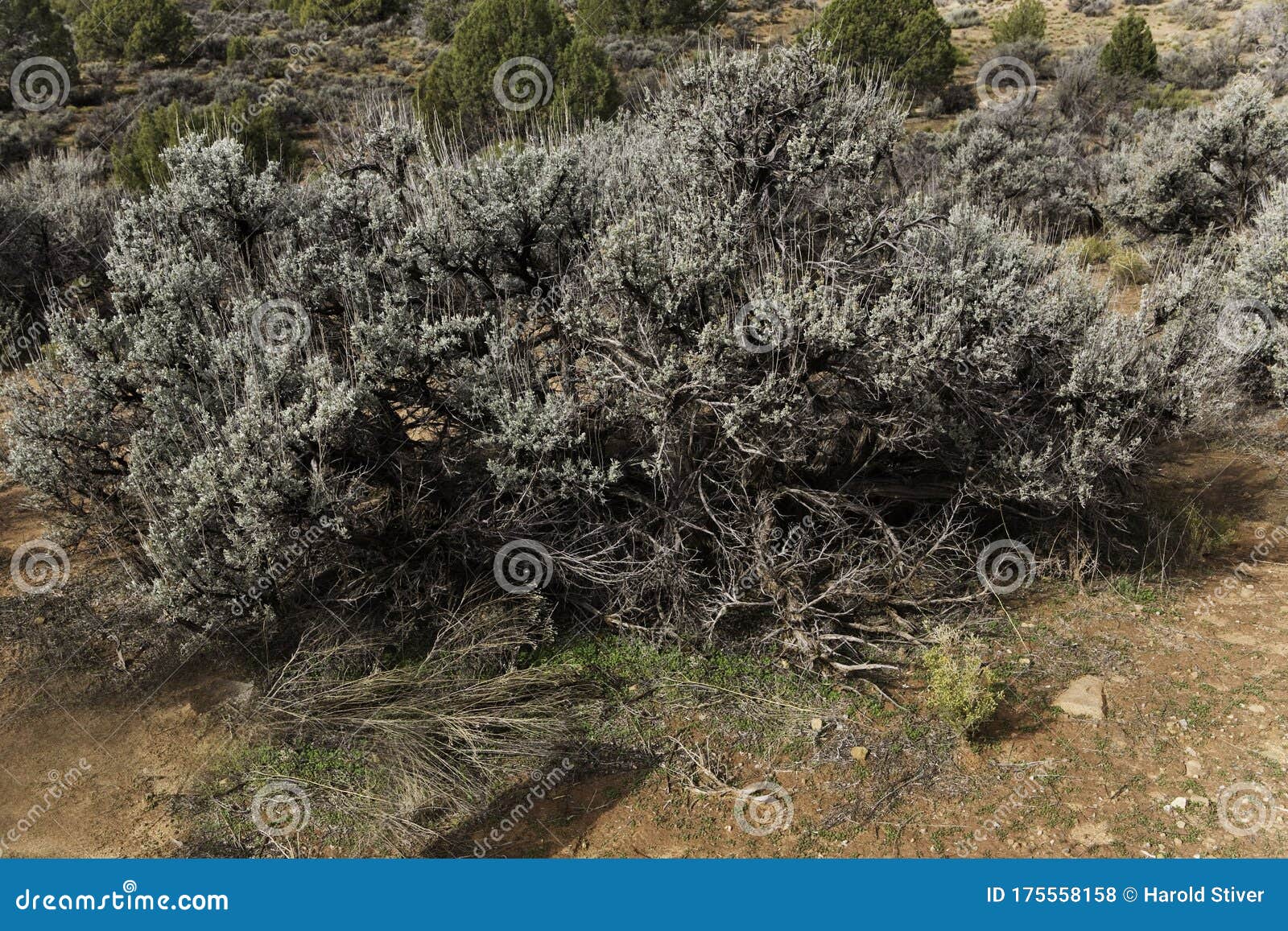 big sagebrush, artemisia tridentata, found in arid regions