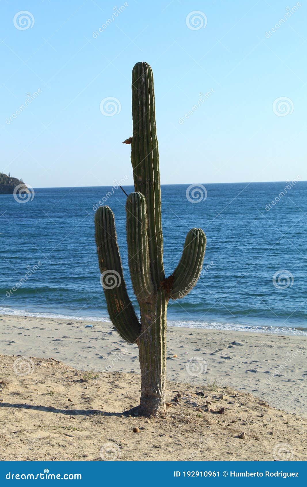 sahuaro cactus on front of the sea