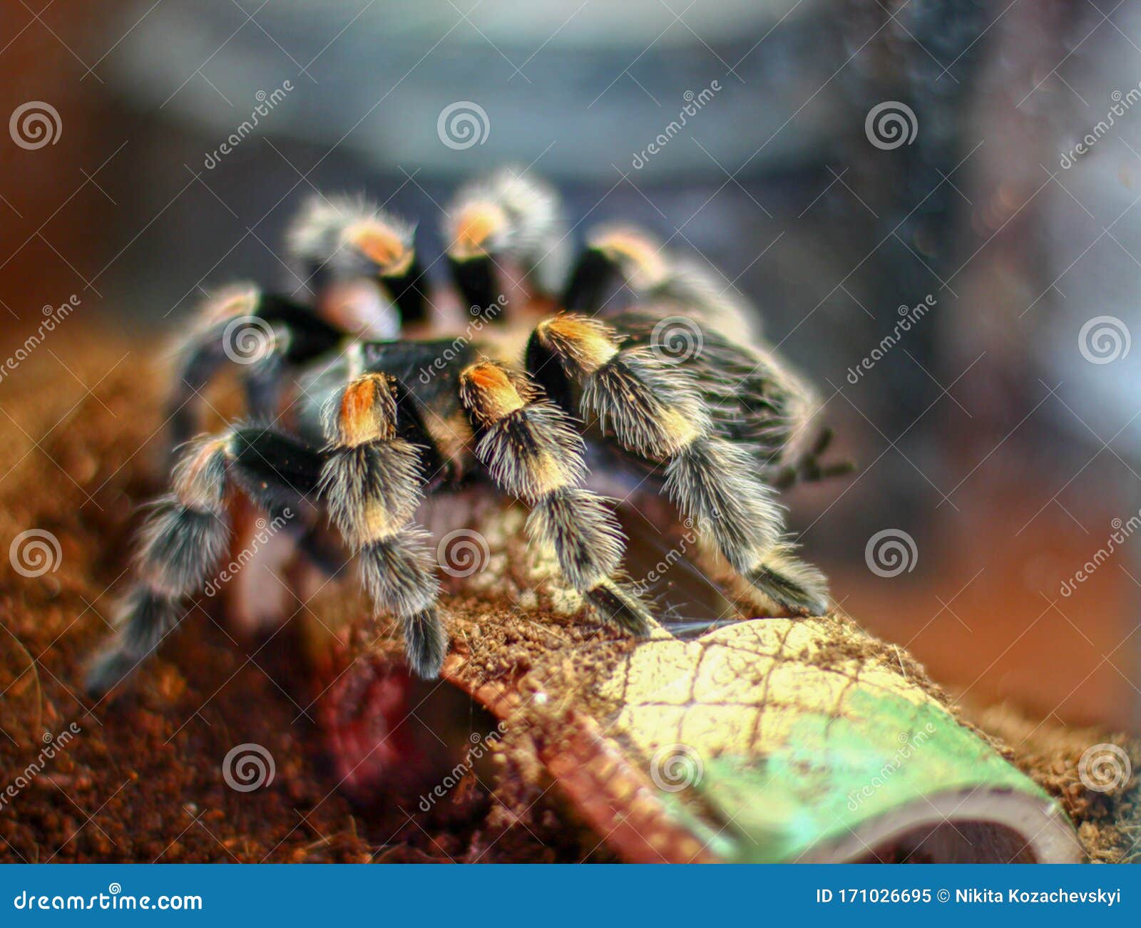 Big Scary Spider Crawls on the Ground Stock Image - Image of animals ...