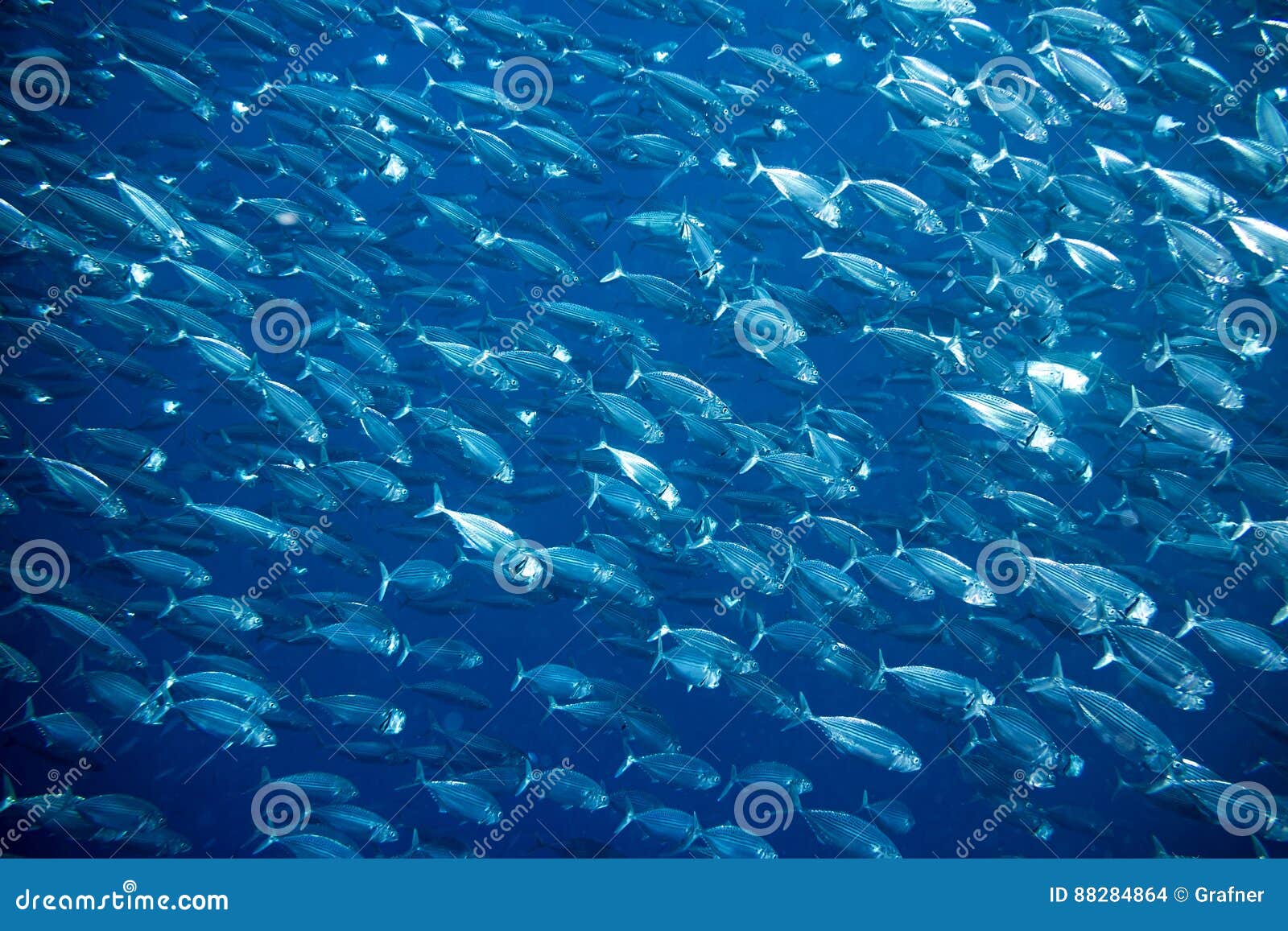 Big school of mackerel stock photo. Image of environment 88284864