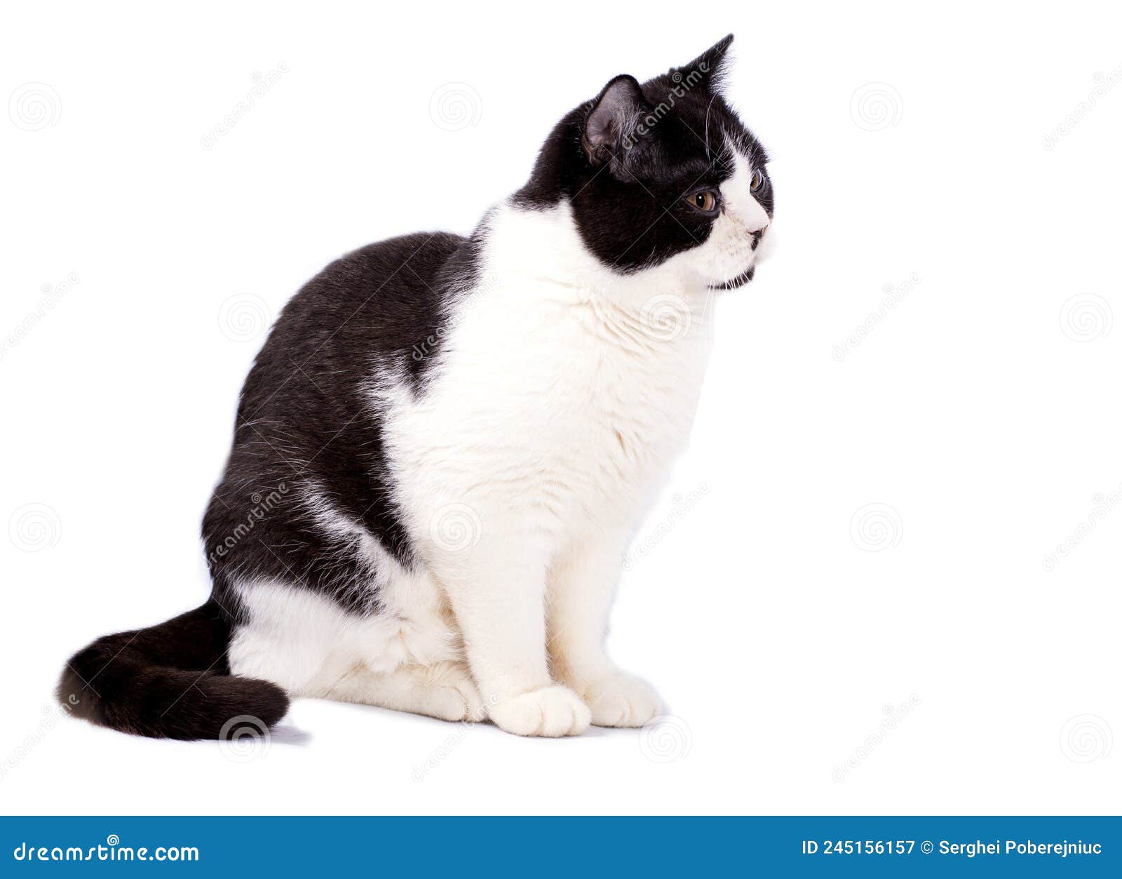 big scottish cat bicolor color on a white background,  image