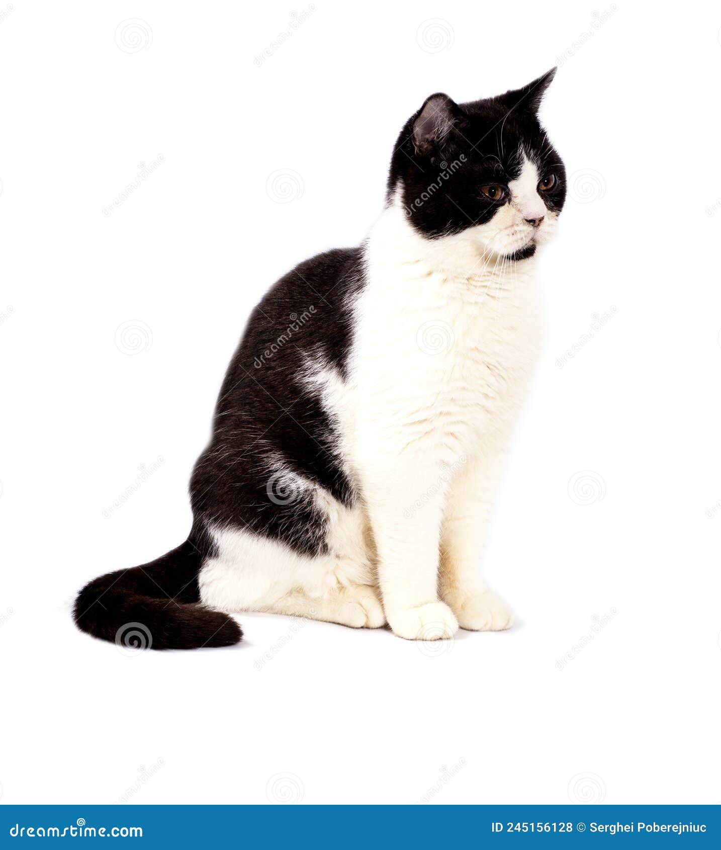 big scottish cat black bicolor color on a white background,  image