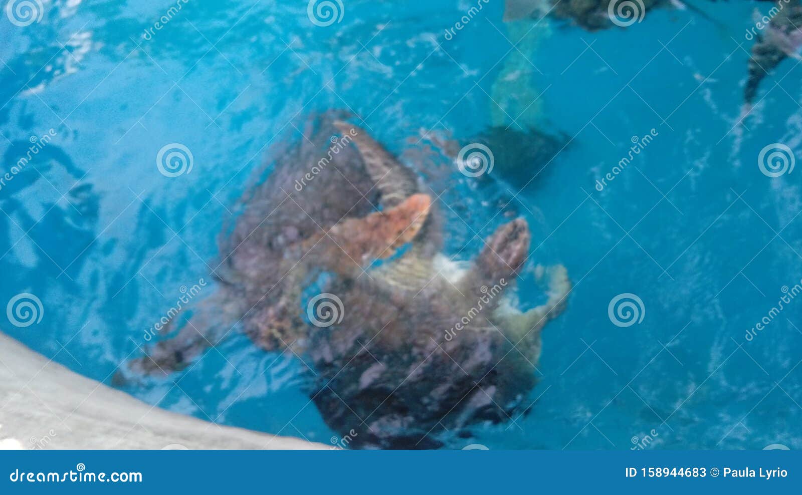 Big sea animals in pool stock image. Image of delicate - 158944683 Big sea animals in pool stock image. Image of delicate - 158944683