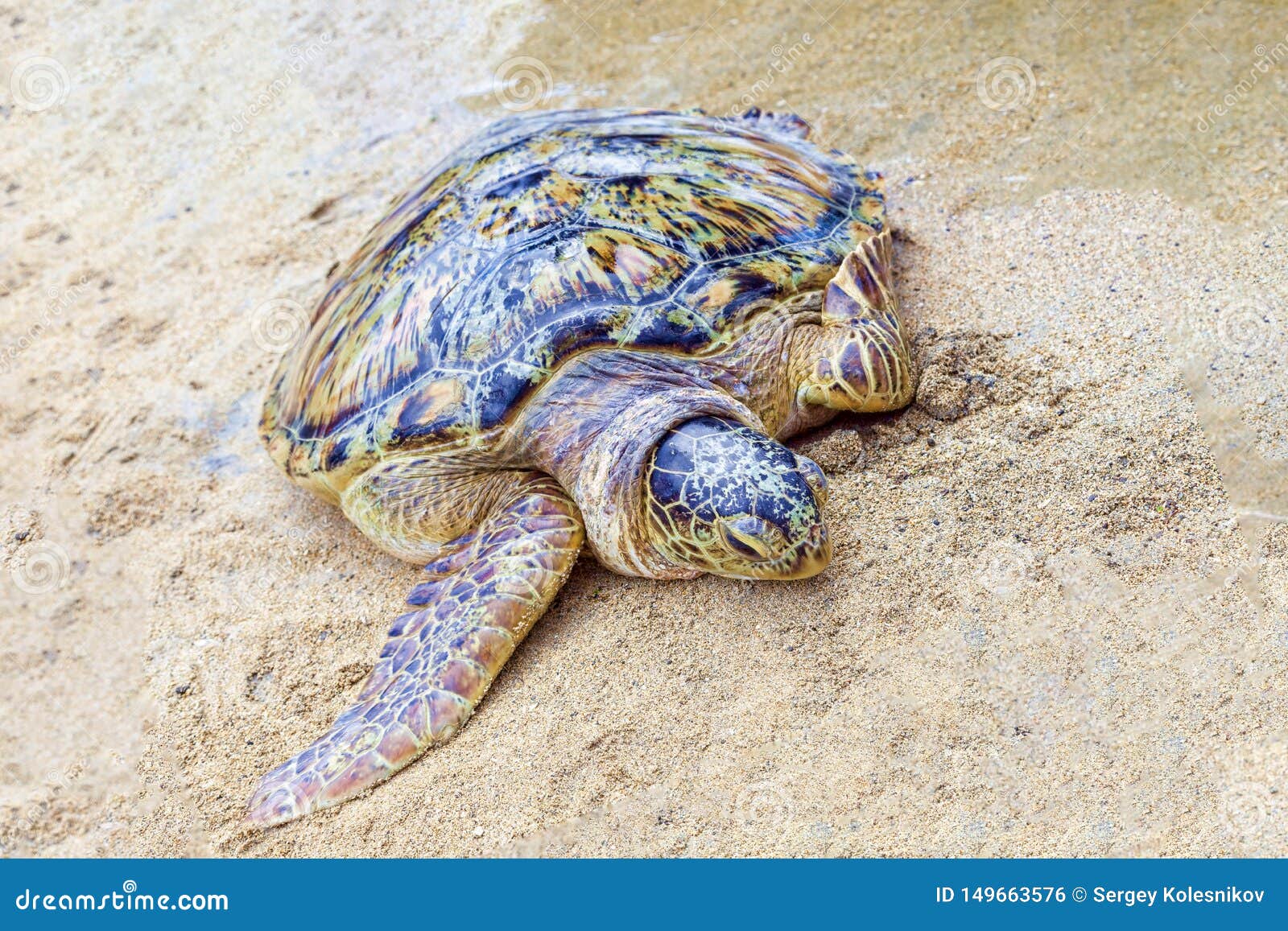 Big Sea Turtle on the Sand. Stock Photo Image of aquatic, island