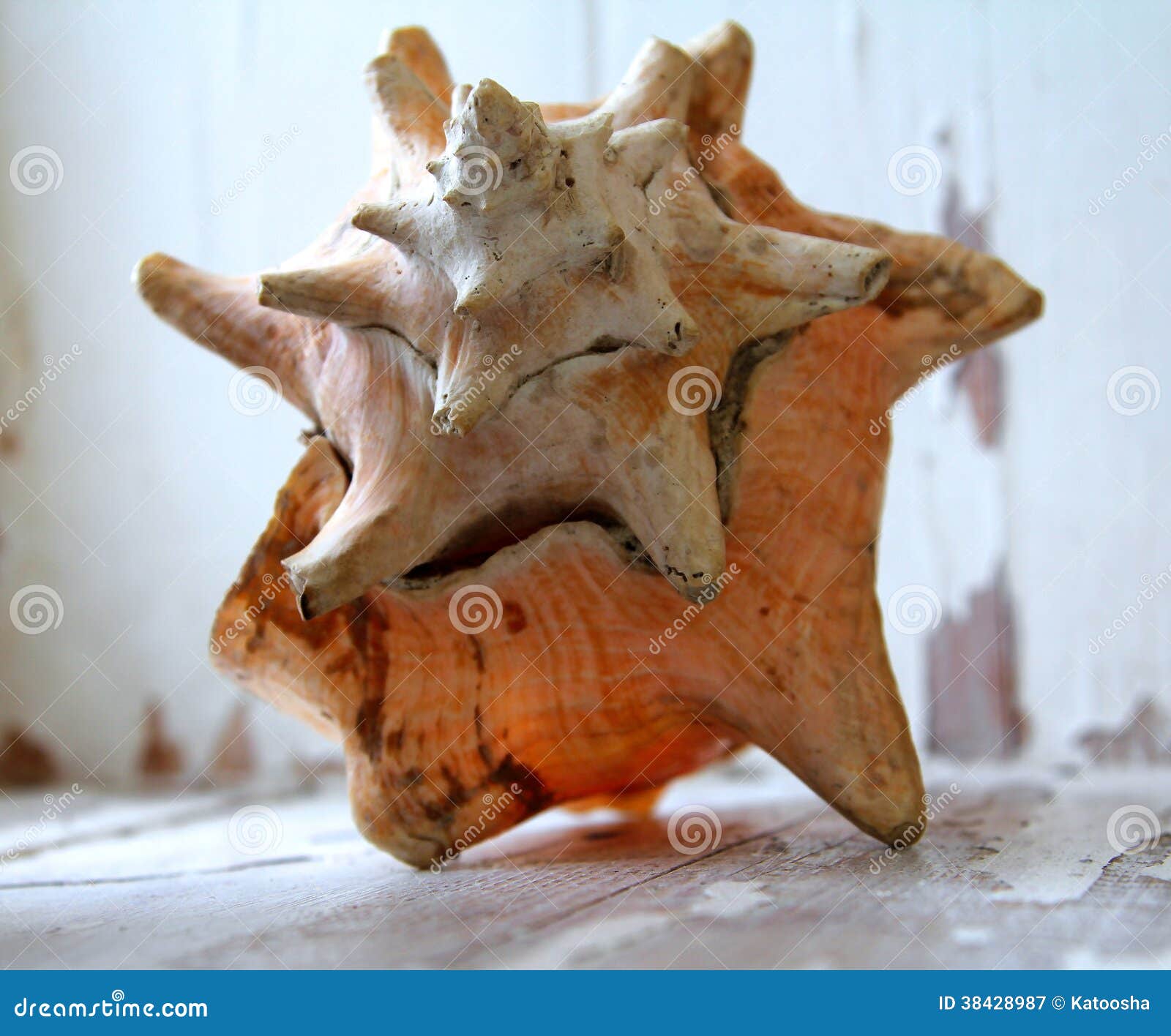 Big seashell stock image. Image of beach, decoration 38428987