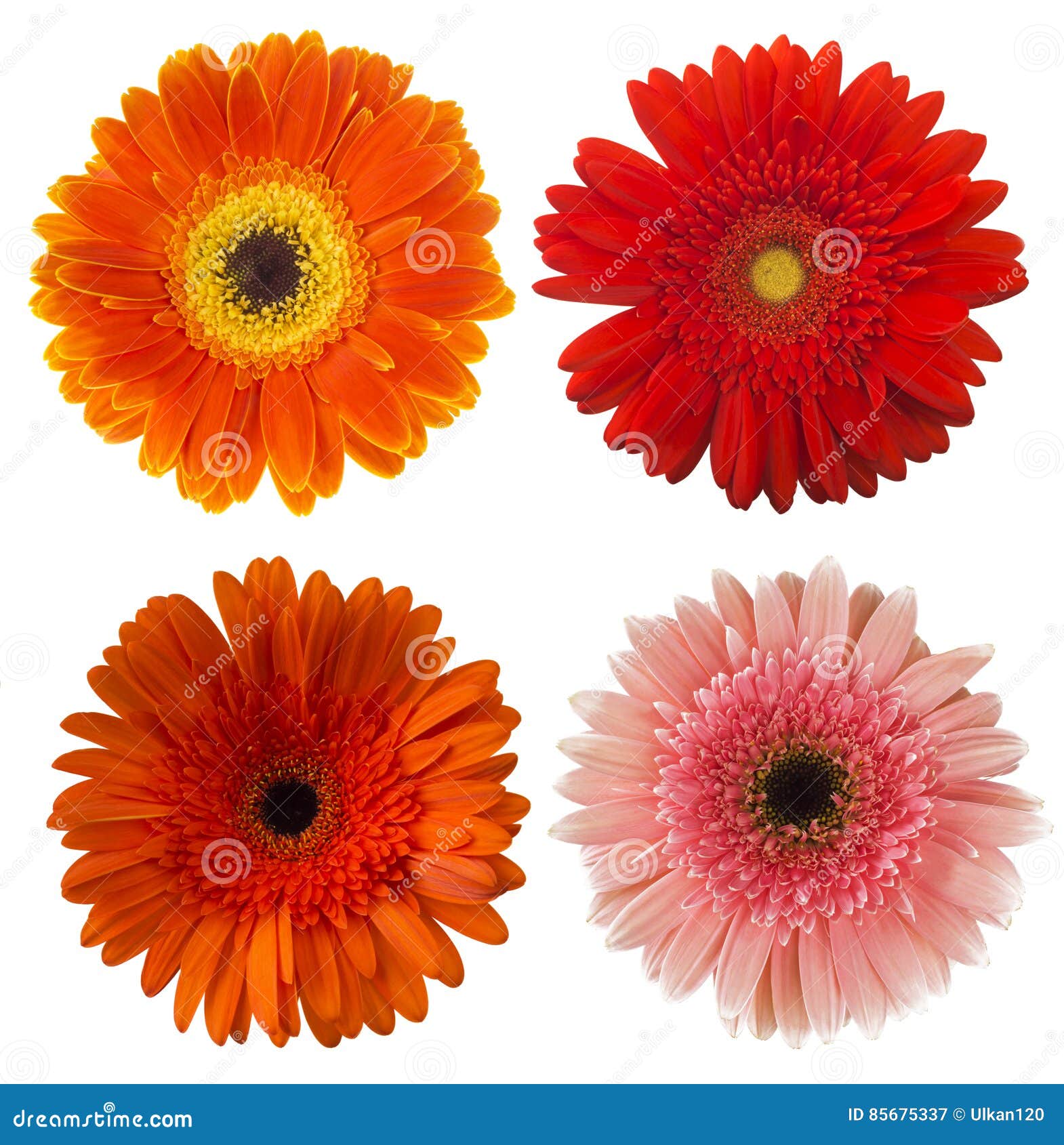 Big Selection of Colorful Gerbera Flower Gerbera Jamesonii Isolated on  White Background. Stock Image - Image of freshness, detail: 85675337