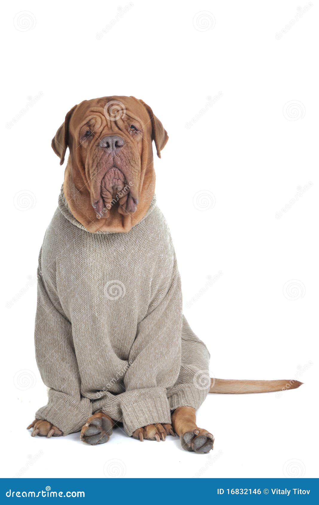 Big Serious Dog in Sweater stock photo. Image of huge 16832146