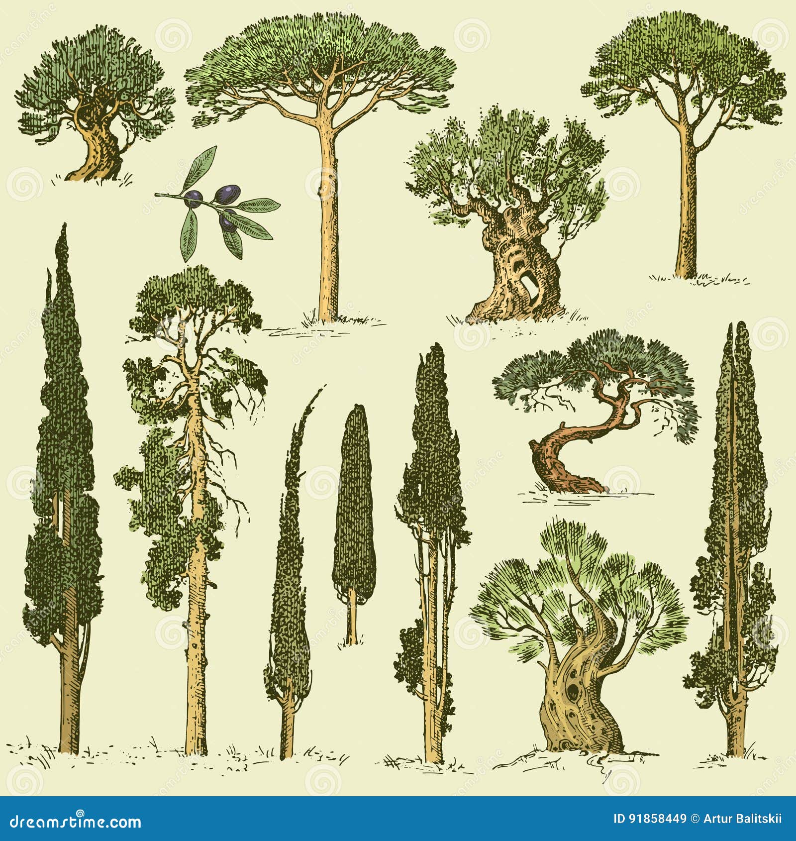 big set of engraved, hand drawn trees include pine, olive and cypress, fir tree forest object