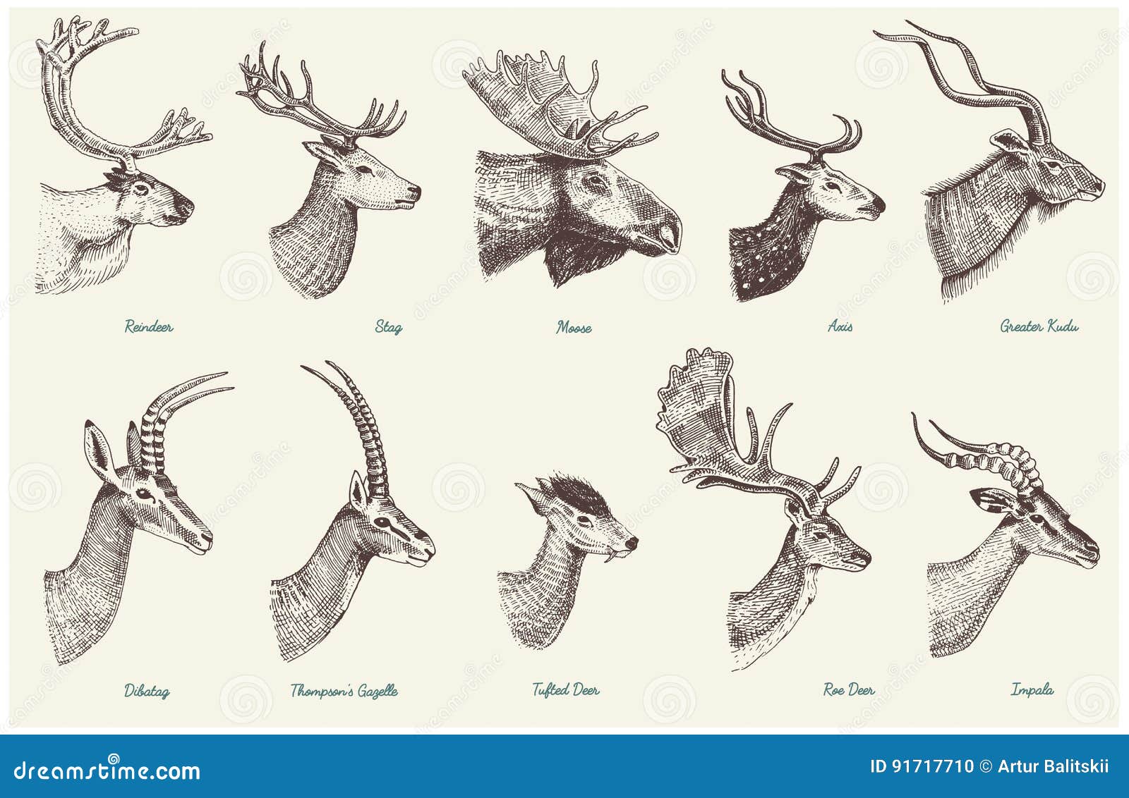 Big Set of Horn, Antlers Animals Moose or Elk with Impala, Gazelle and  Greater Kudu, Fallow Deer Reindeer and Stag, Doe Stock Vector -  Illustration of horns, male: 91717710