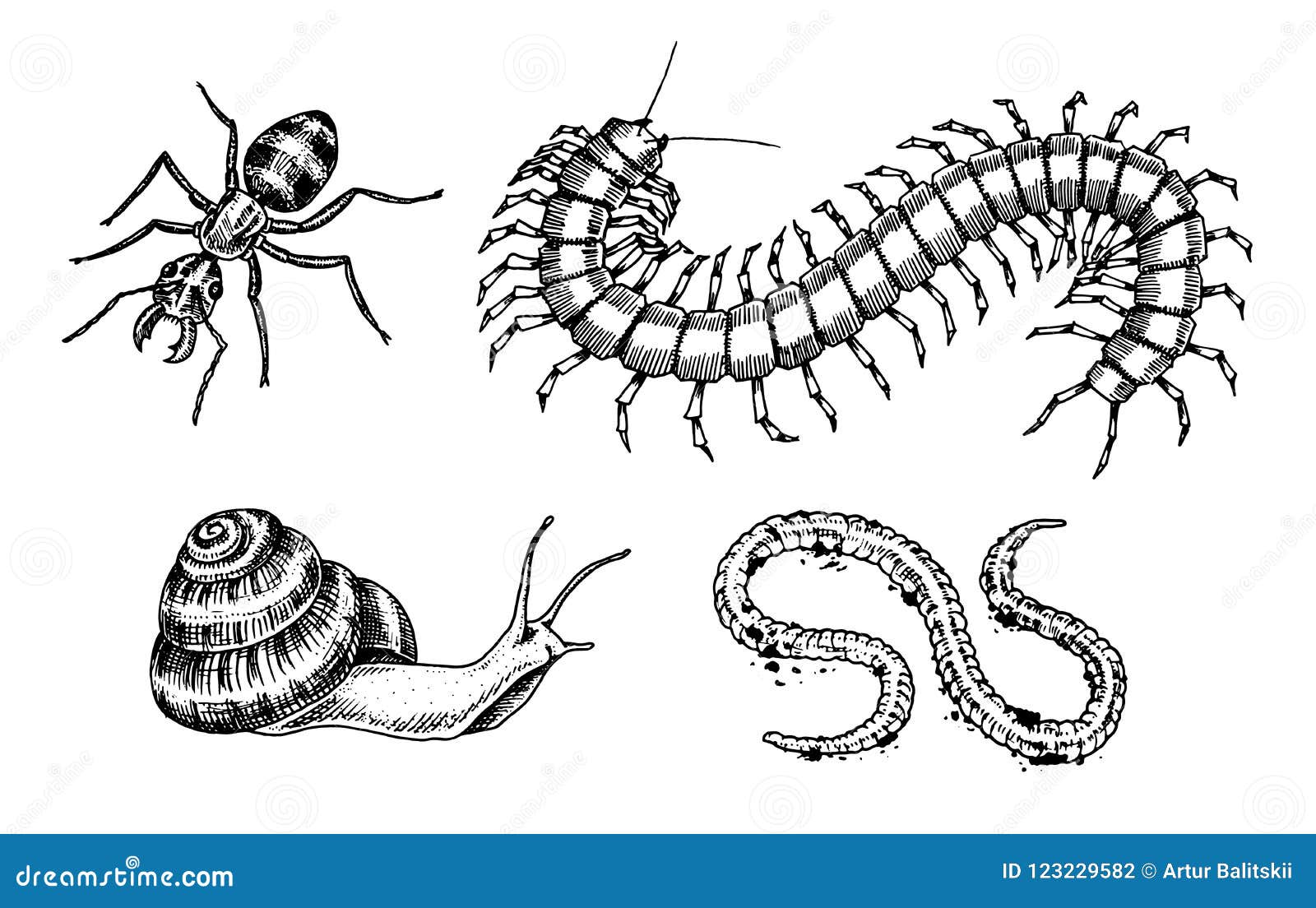 Big Set of Insects. Bugs Beetles Snail, Worm Centipede Ant Scolopendra  Tattoo. Vintage Pets in House Stock Vector - Illustration of caterpillar,  hand: 123229582