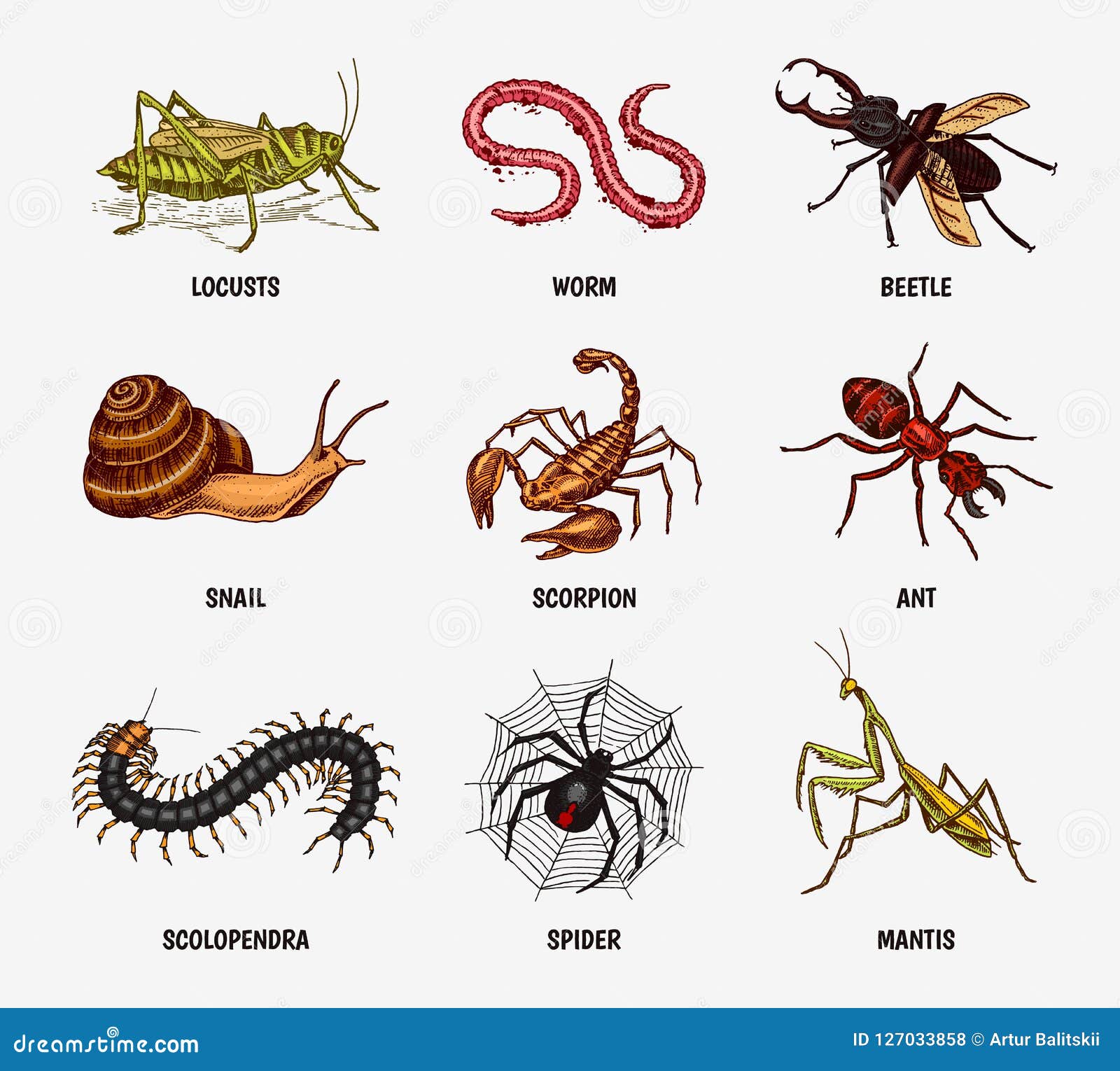 Как по английски будет паук. Скорпион на английском. Жук Скорпион. Насекомые, пауки, многоножки..