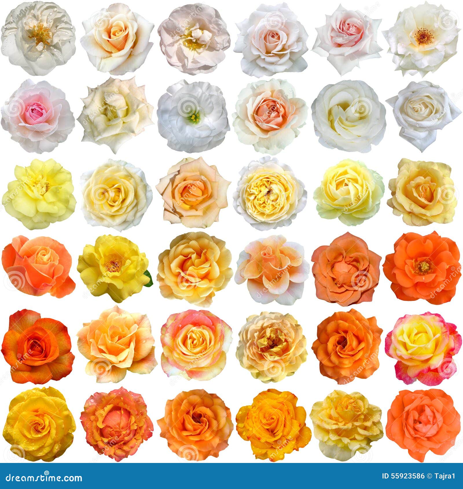 The Big Set of Roses Blooms Stock Photo Image of blossom, cutout