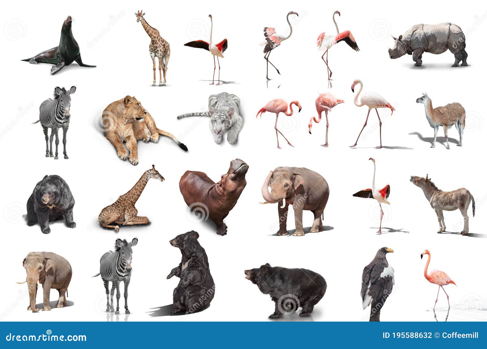 Big Set of Wild Animals Isolated on White Background Stock Photo - Image of isolated, park: 195588632 Big Set of Wild Animals Isolated on White Background Stock Photo - Image of isolated, park: 195588632