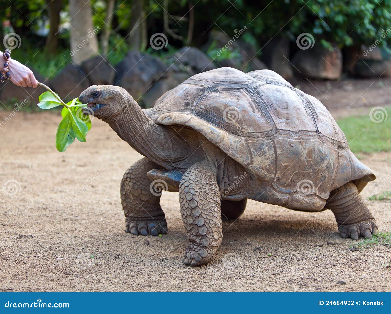 big seychelles turtle eat la vanille reserve park 24684902