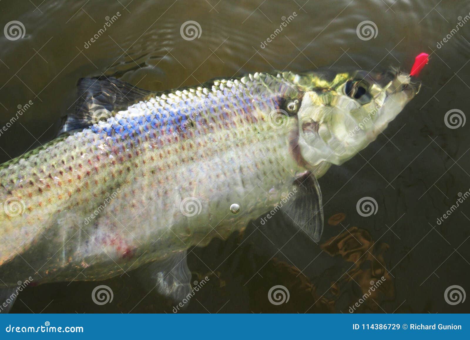 Big Shad Caught in Washington DC Stock Image - Image of water, dart:  114386729