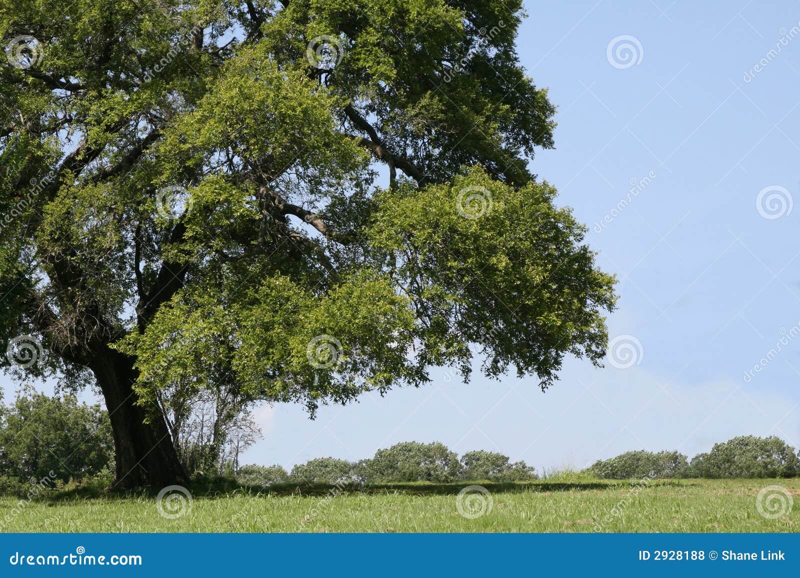 big shade tree