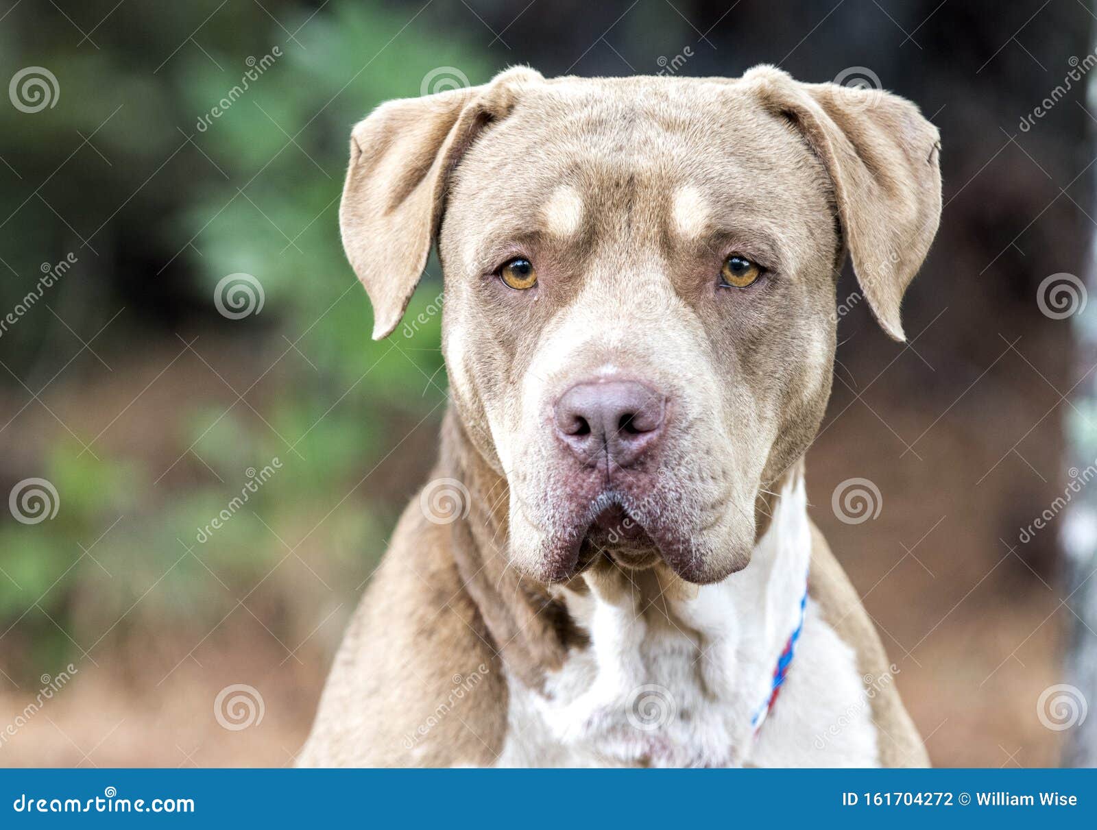 Big Shar and American Bulldog Mix Breed Dog Portrait Stock Photo - Image of pitbull, american: 161704272