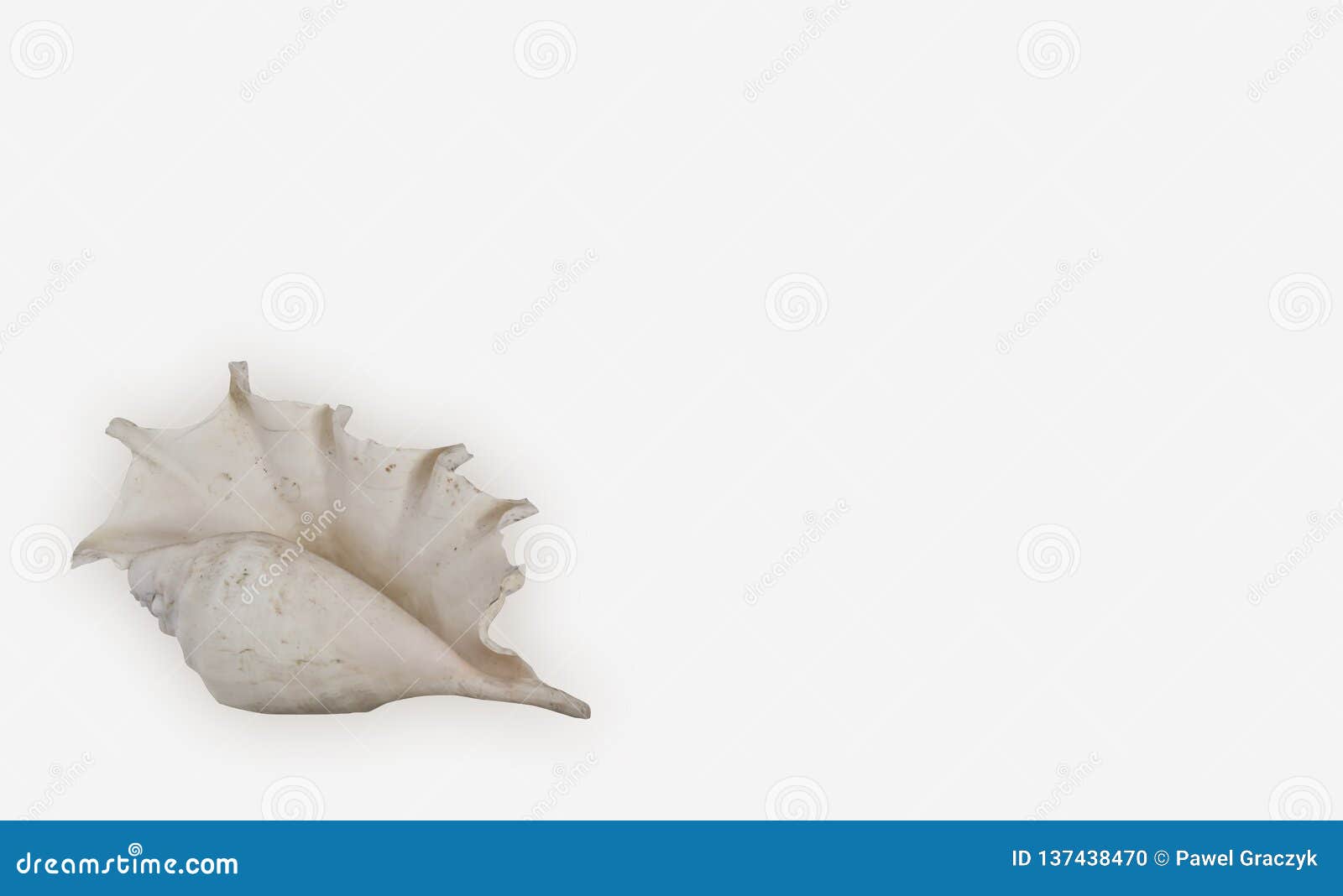 Big Shell on White Background Stock Photo - Image of shape, decor