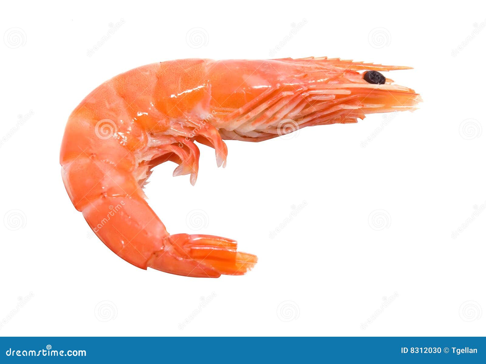 Big Shrimp Stock Photo - Image: 8312030