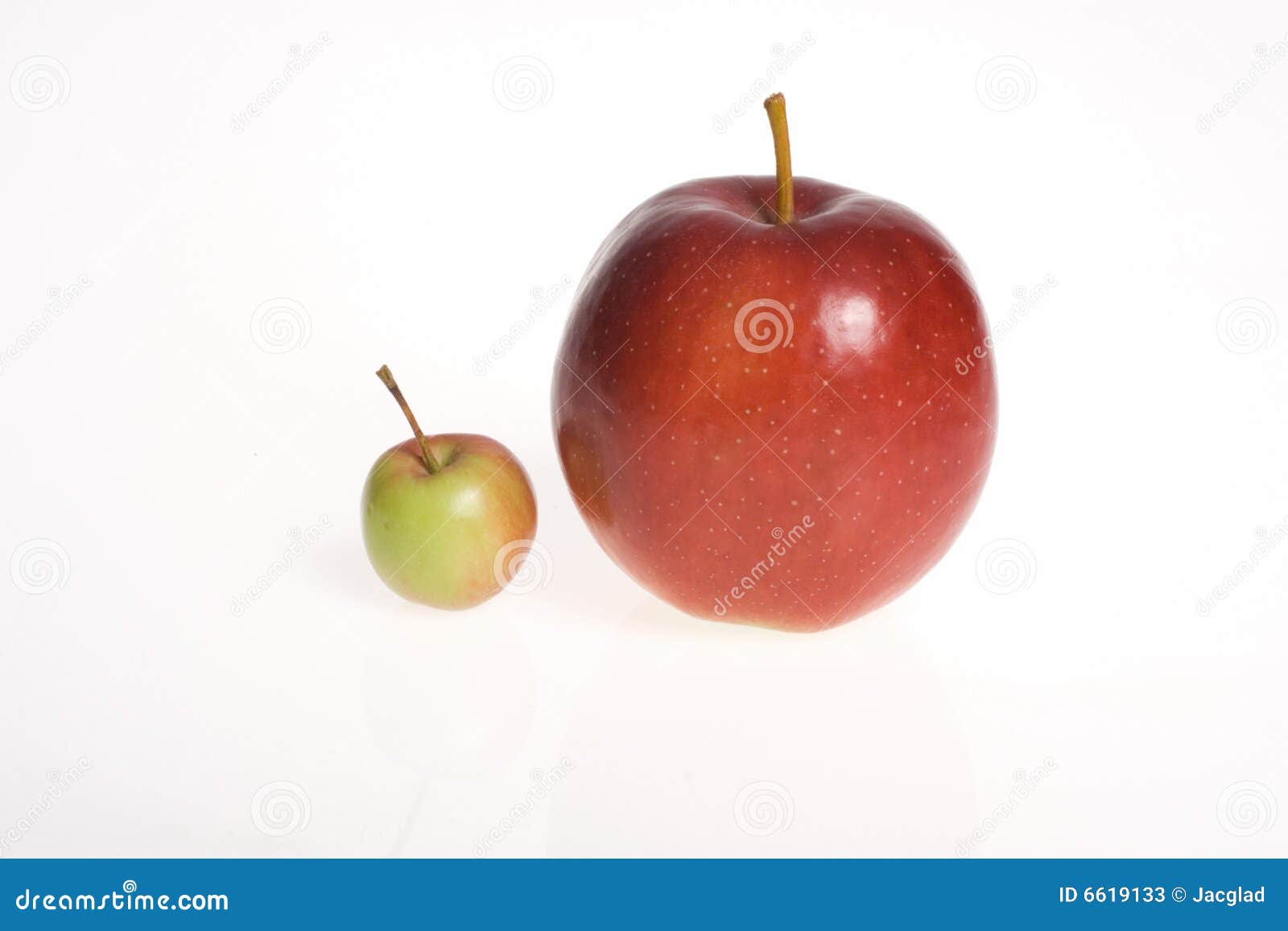 https://thumbs.dreamstime.com/z/big-small-apples-white-background-6619133.jpg