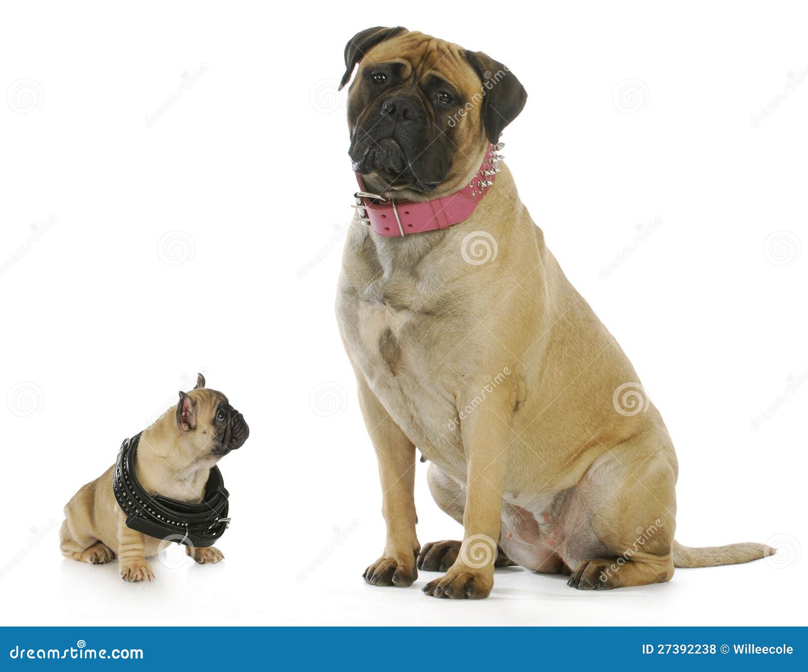 big and small dog