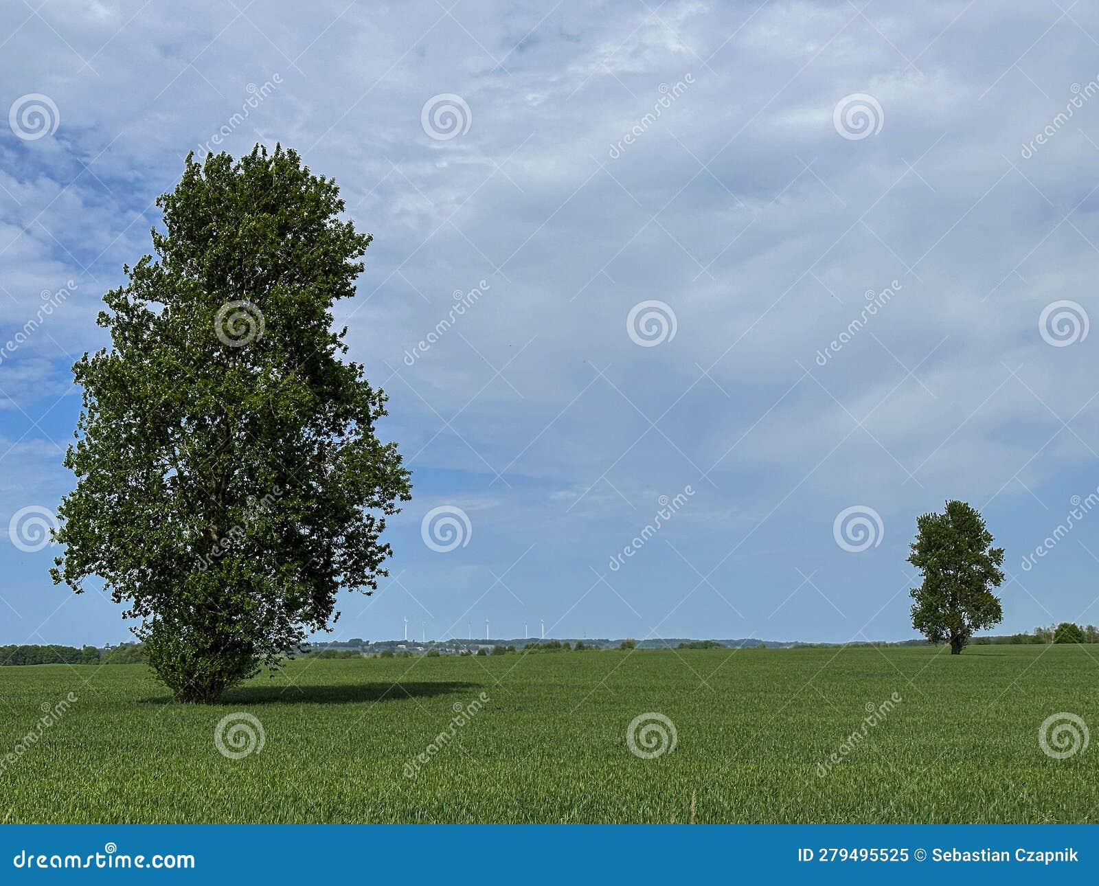 big and small tree, asymmetrical landscape with copyspace, minimalistic image