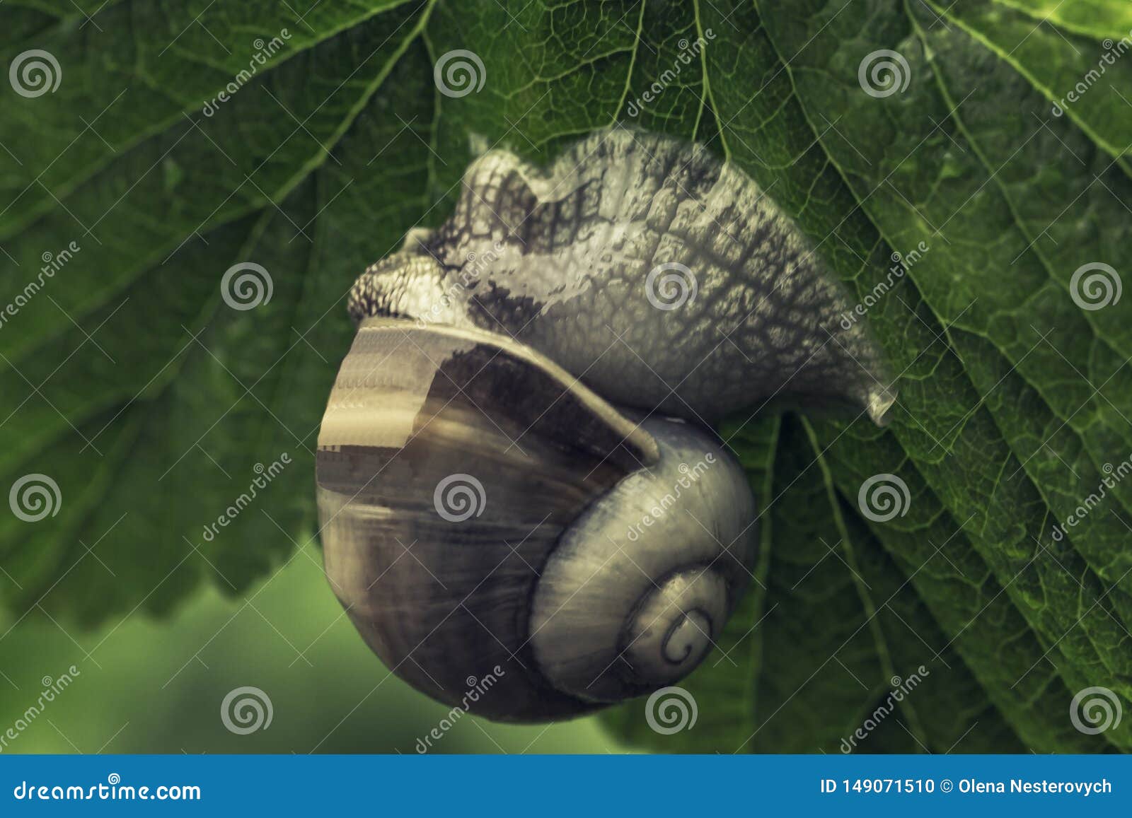 Big Snail in the Garden on Green Leaf Stock Photo Image of snails
