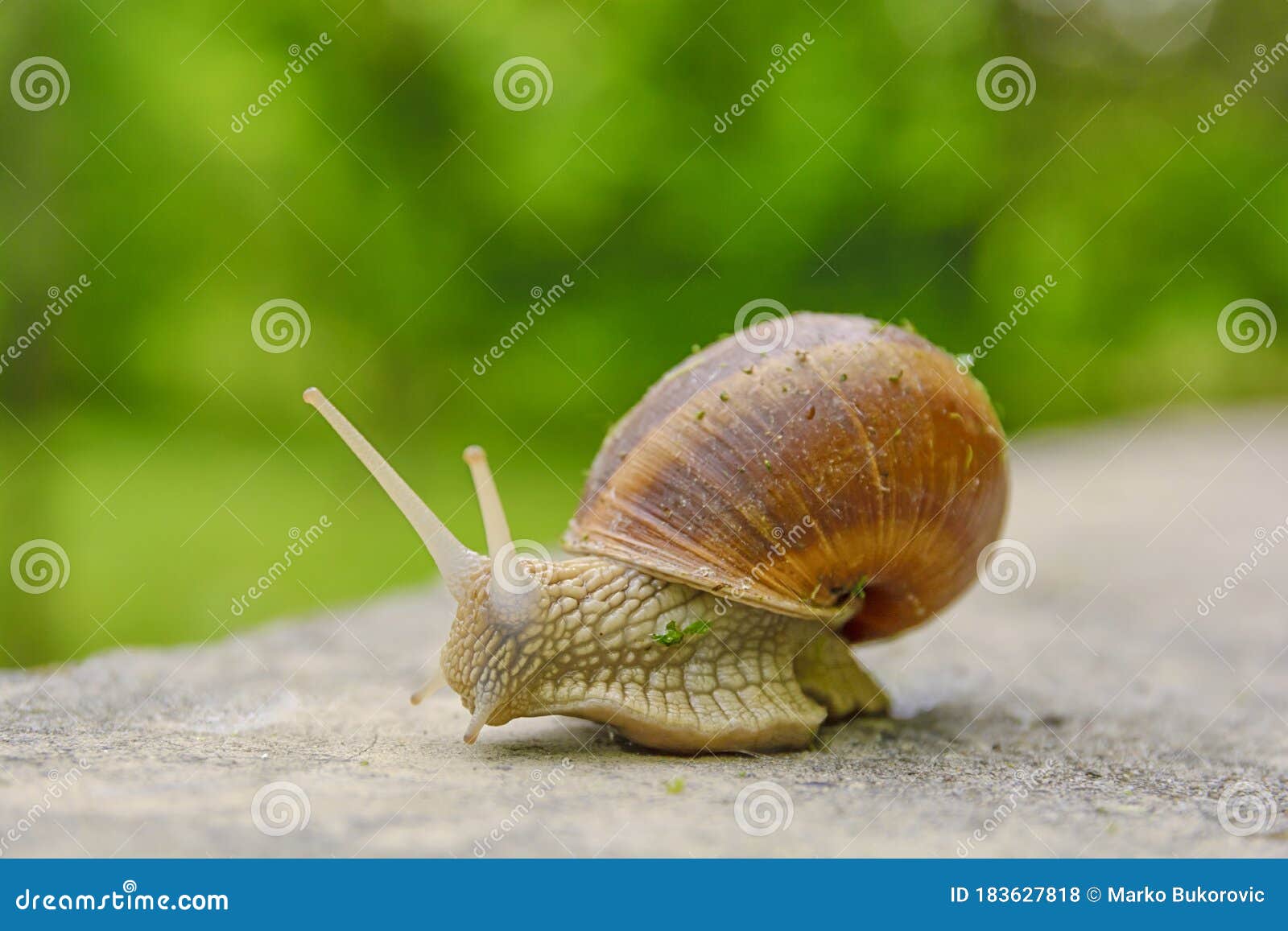 Big Snail in Shell Crawling on Road, Summer Day with Bokeh Stock Photo -  Image of snail, brown: 183627818