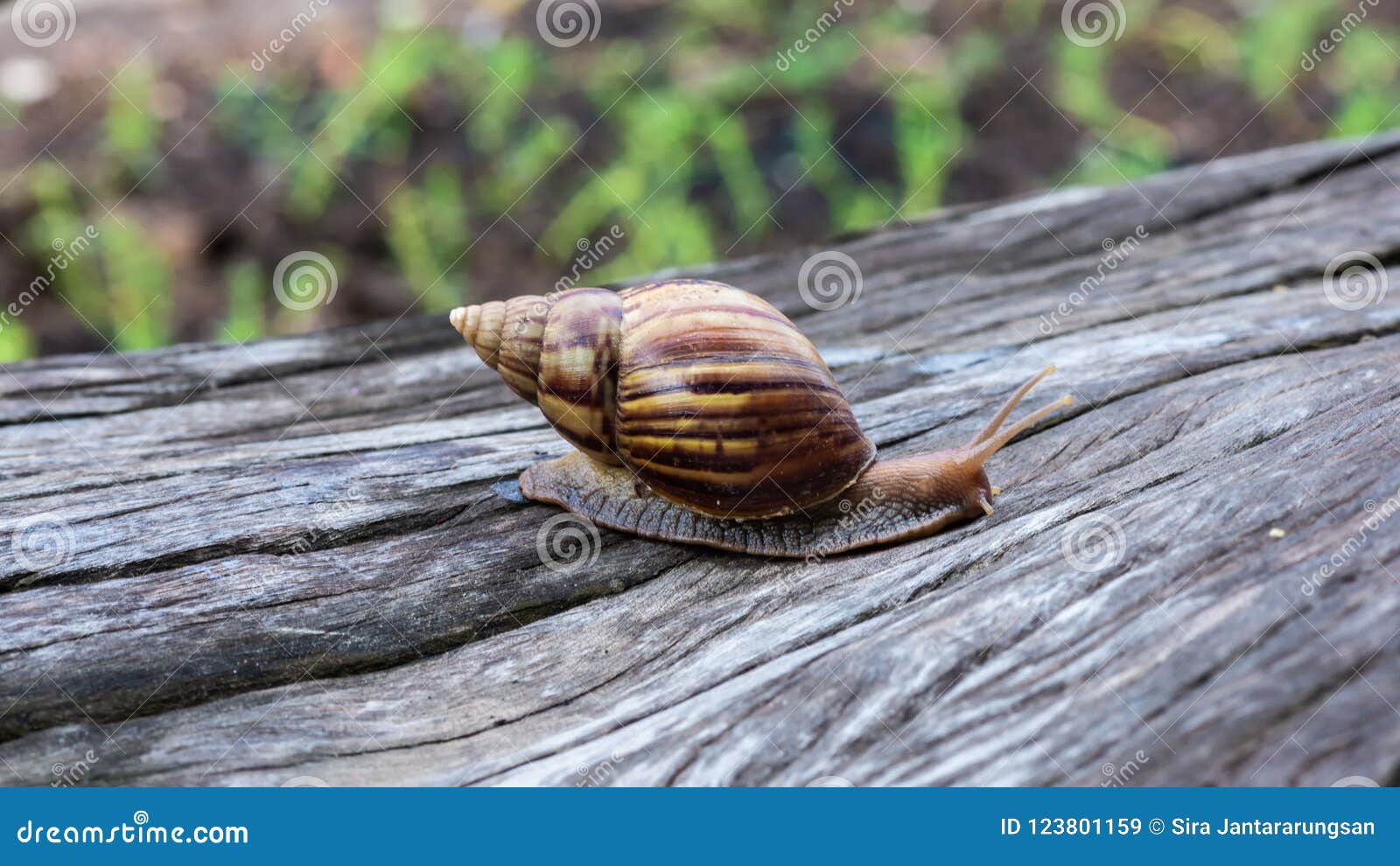 Big Snail in Shell Crawling on Timber Stock Video Video of lapse