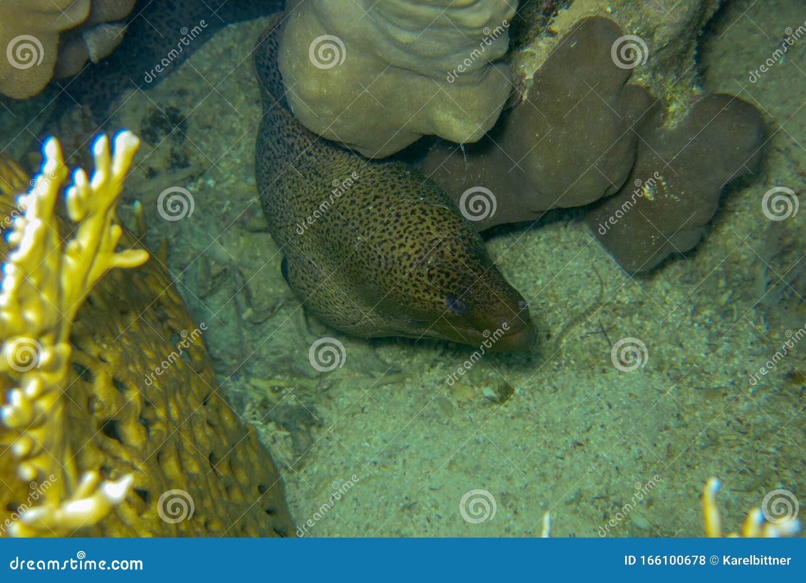 big specimen of giant moray is hidden under a coral reef. this beautiful moray eel is a species of marine fish in the muraenidae.