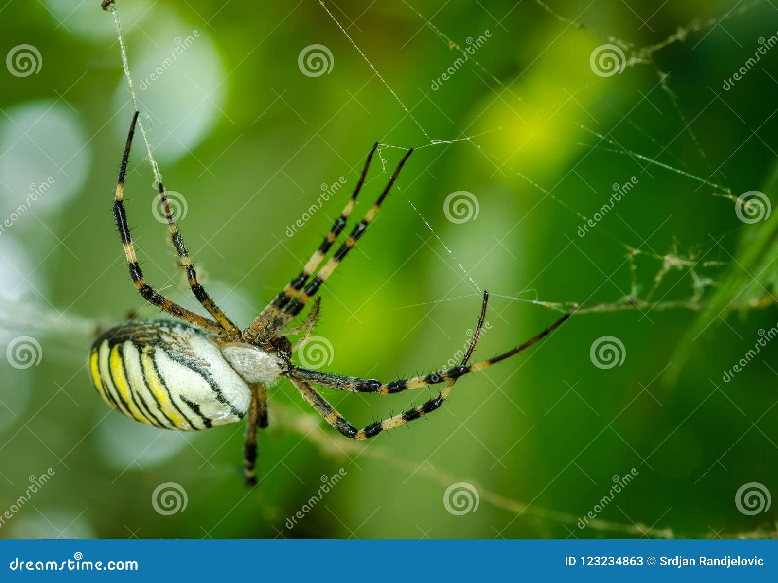 Common Black And Yellow Fat Corn Or Garden Spider Argiope Aurantia