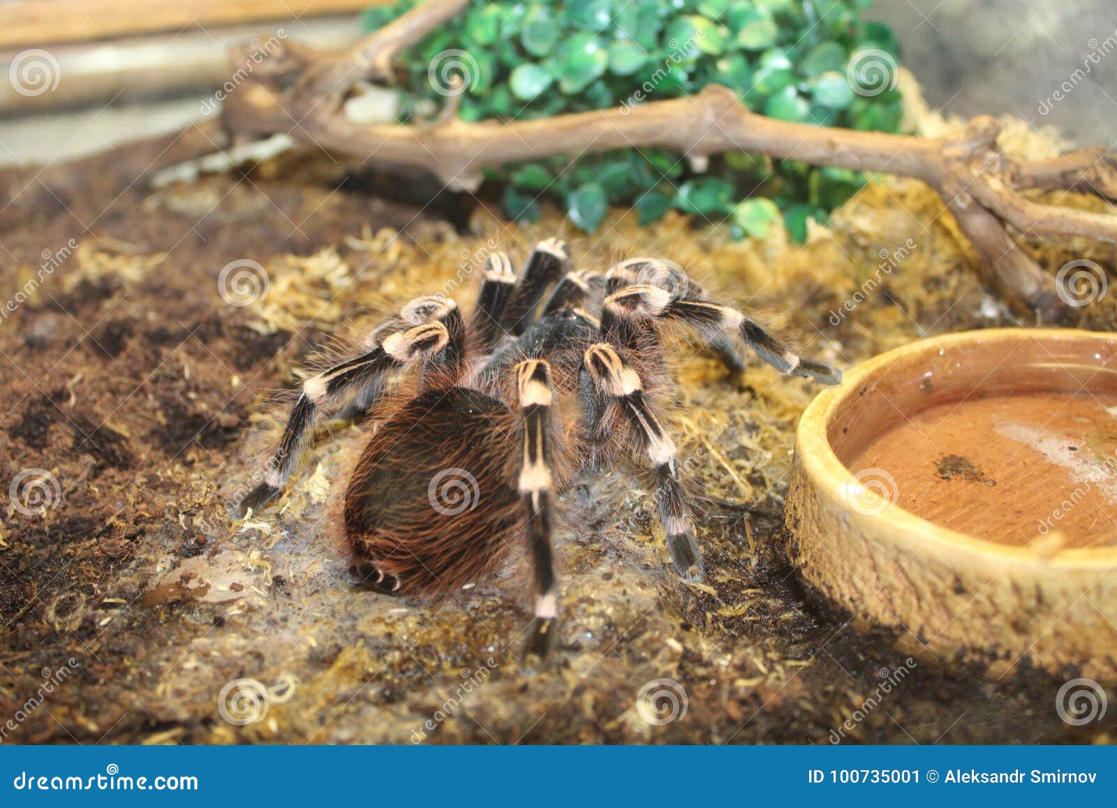 Big spider tarantula stock image. Image of closeup, large - 100735001