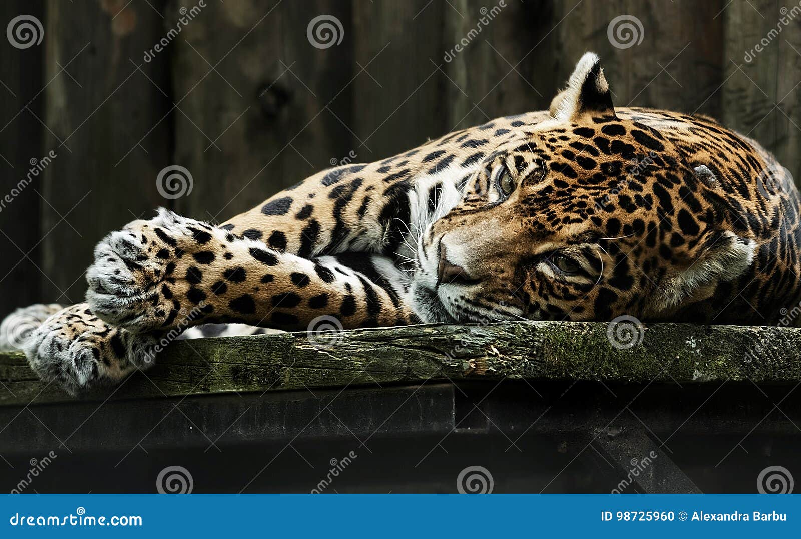 sad leopard in captivity