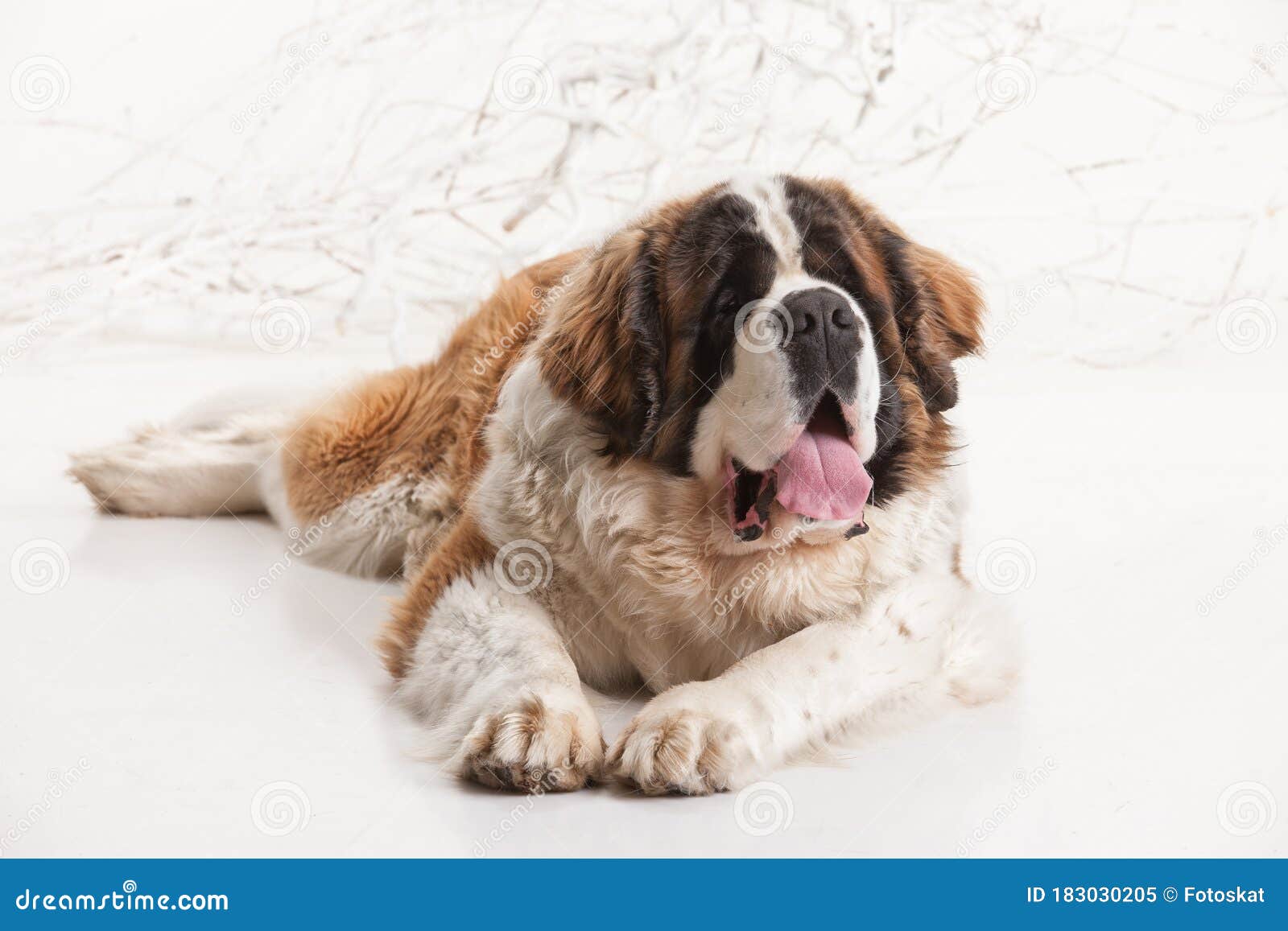 21 Bernese Mountain Dog Mixes So Adorable, You'll Want One Of Each, image size:1600x1157