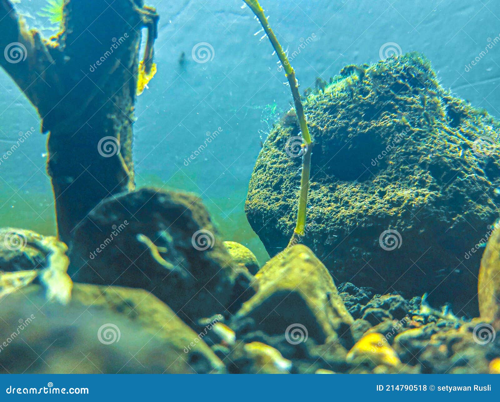 Big stone in the water stock photo. Image of coast, organism 214790518