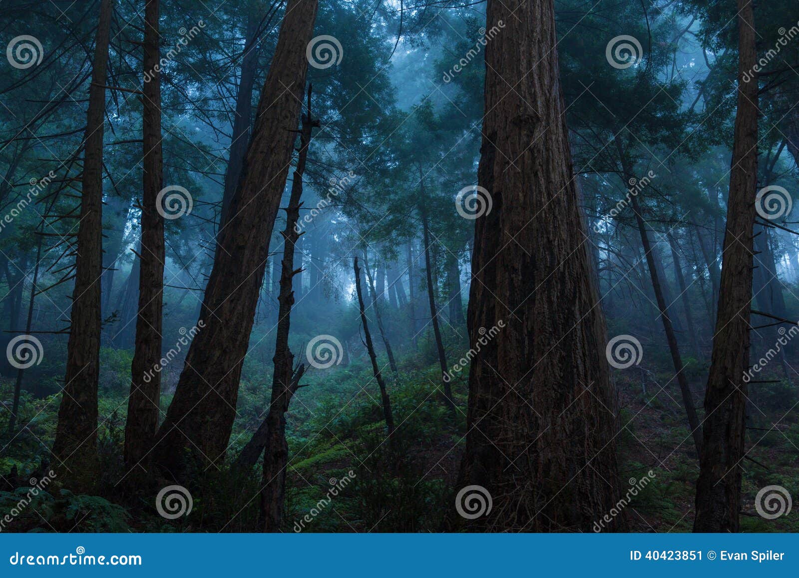 big sur redwood forest
