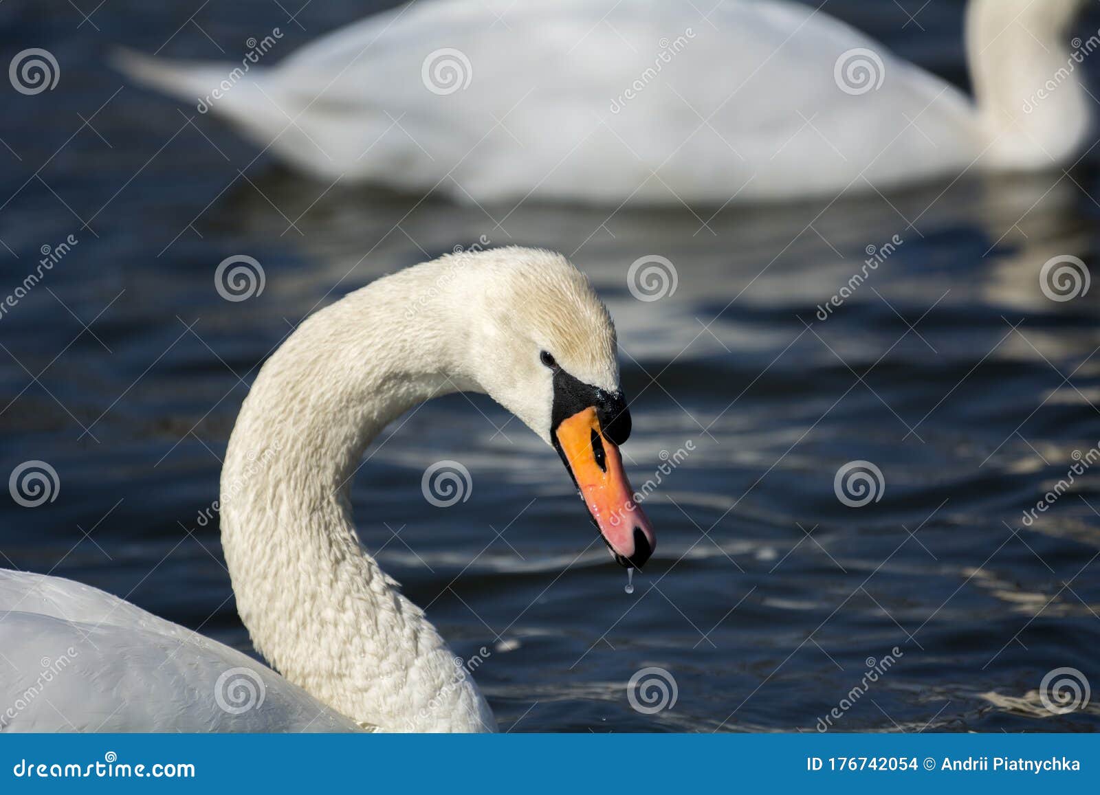 Beautiful Big White Swan on the Lake Stock Photo Image of swan