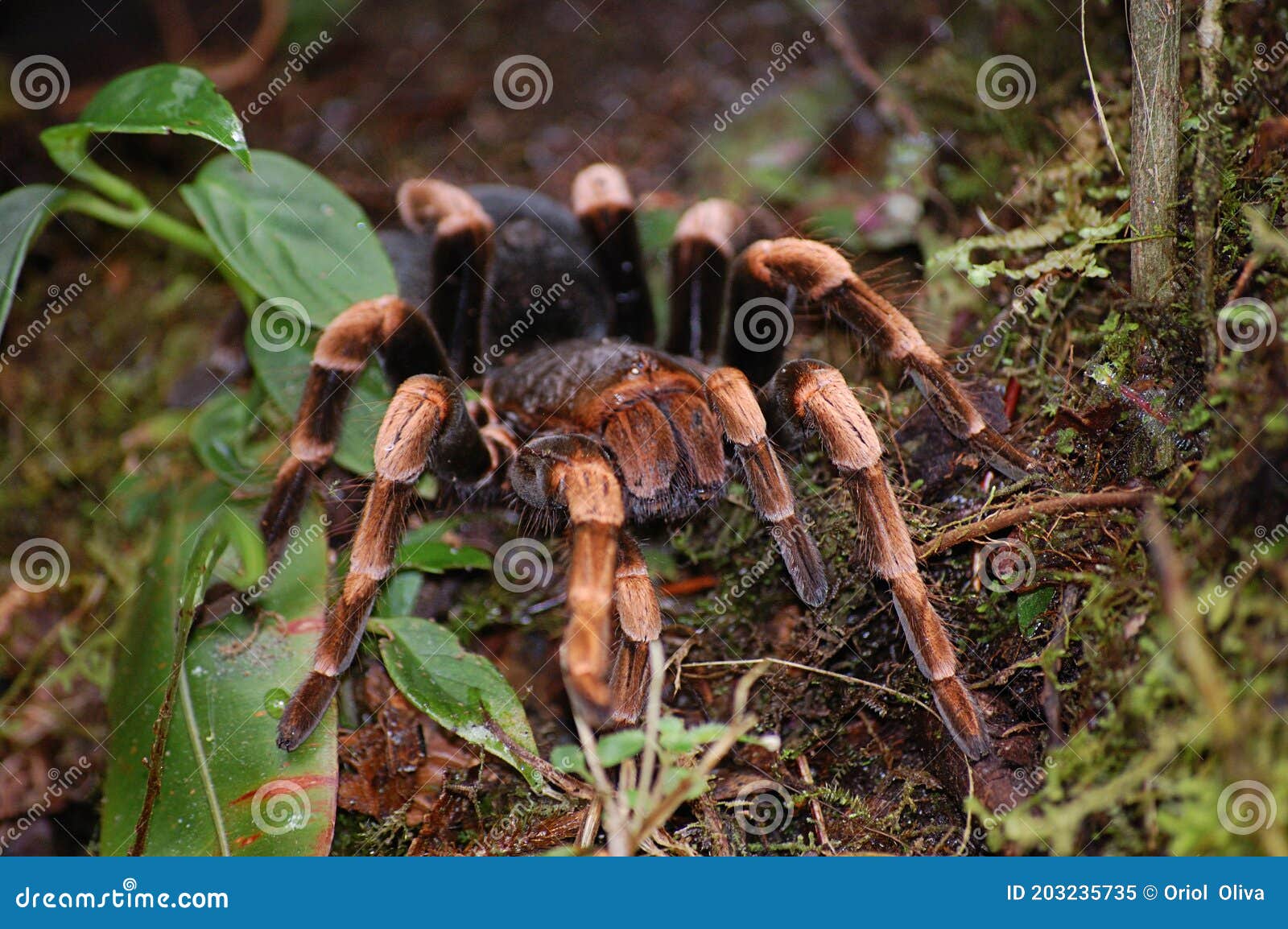 tarantula in monteverde  costa rica