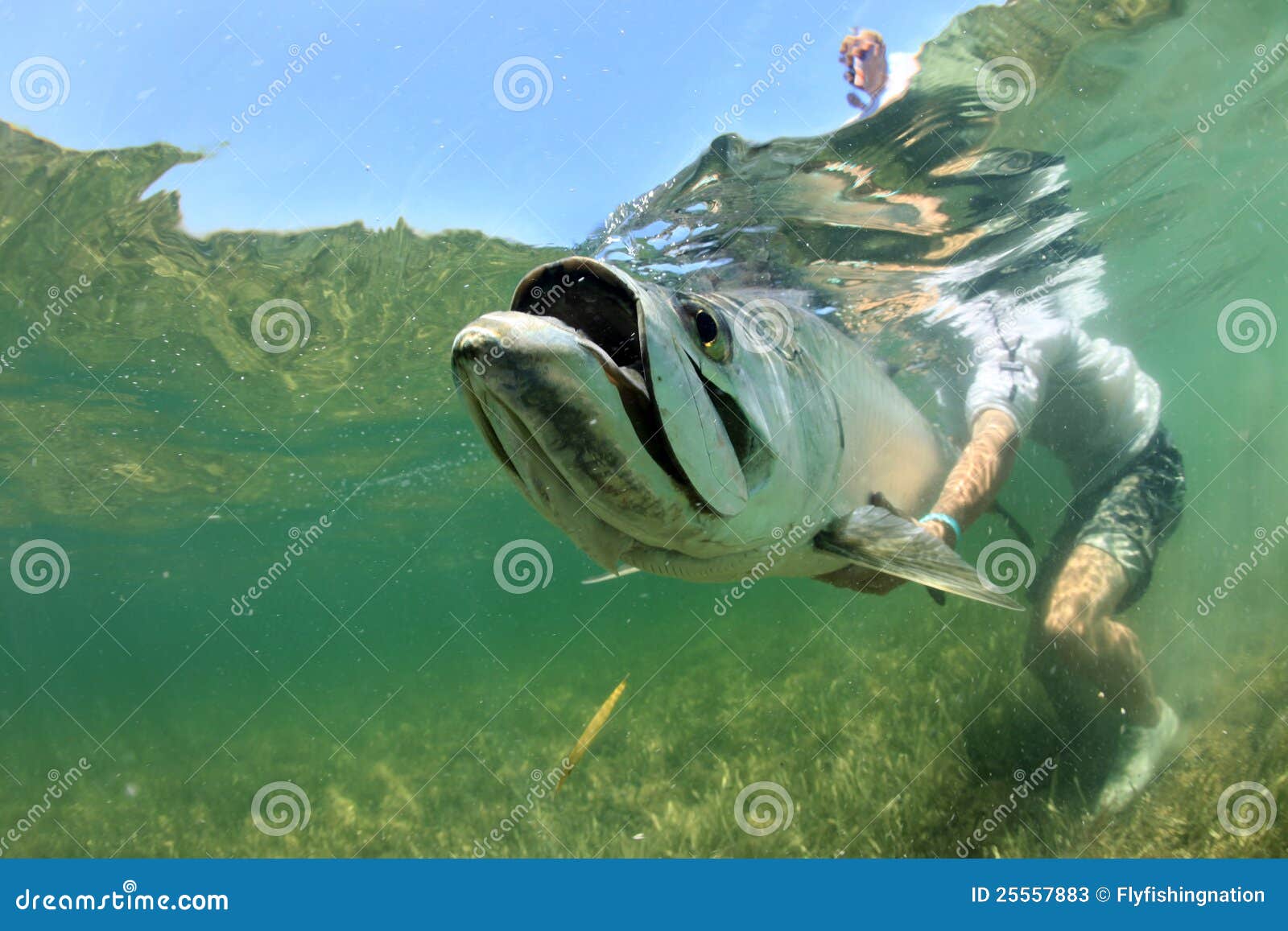 Big Tarpon Under Water Release Photos Free & RoyaltyFree Stock
