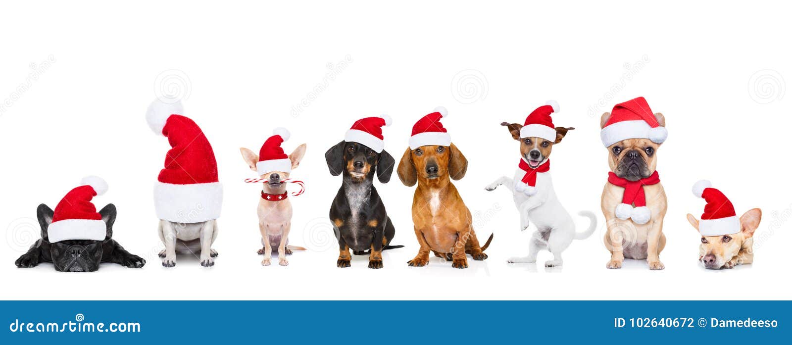 Những chú chó đáng yêu luôn làm cho mùa Giáng sinh trở nên đặc biệt hơn. Hãy nhấn play để xem những bức ảnh đáng yêu về động vật trong ngày lễ Giáng sinh này.