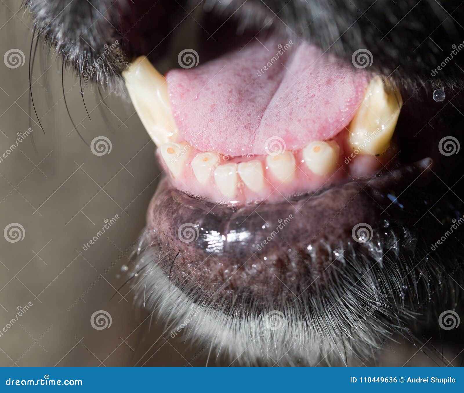 Big Teeth At The Black Dog Macro Stock Photo Image Of Teeth Cute 110449636