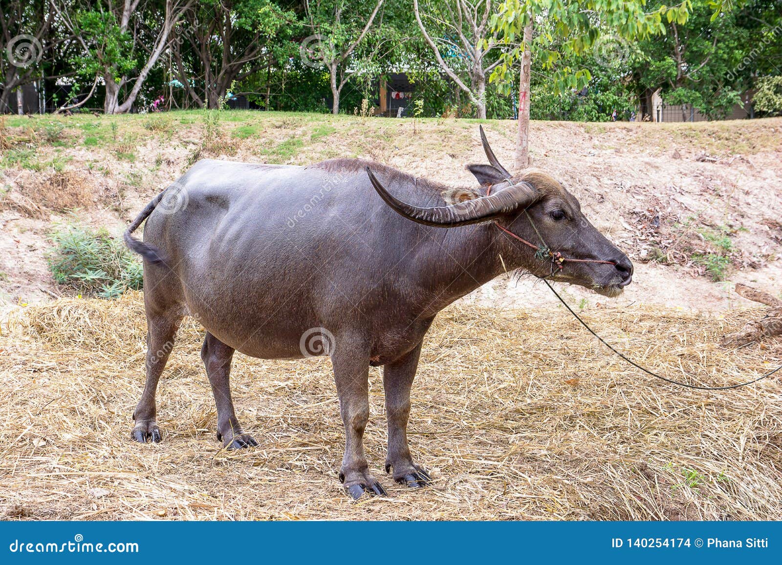 Big Thai Buffalo Long Horns, Water Buffalo, Thailand Stock Photo - Image of horns, grass: 140254174